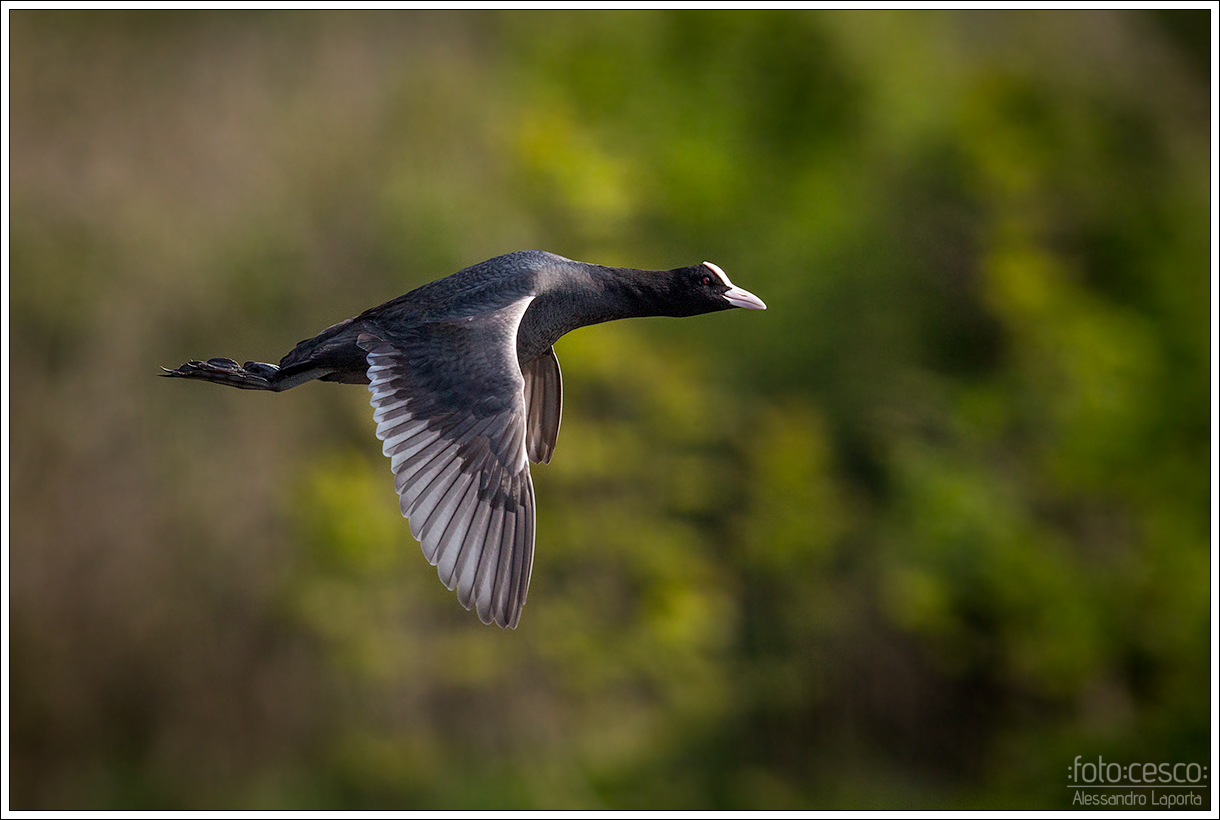Fulica atra - Common Coot - coot