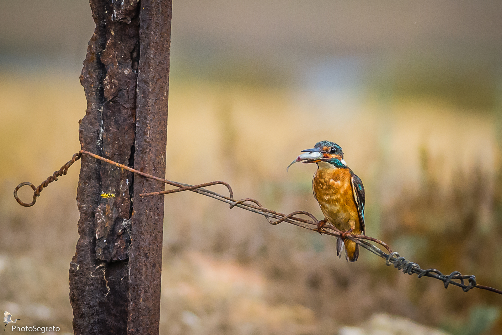 Il Martino, il pesce..e la vespa!