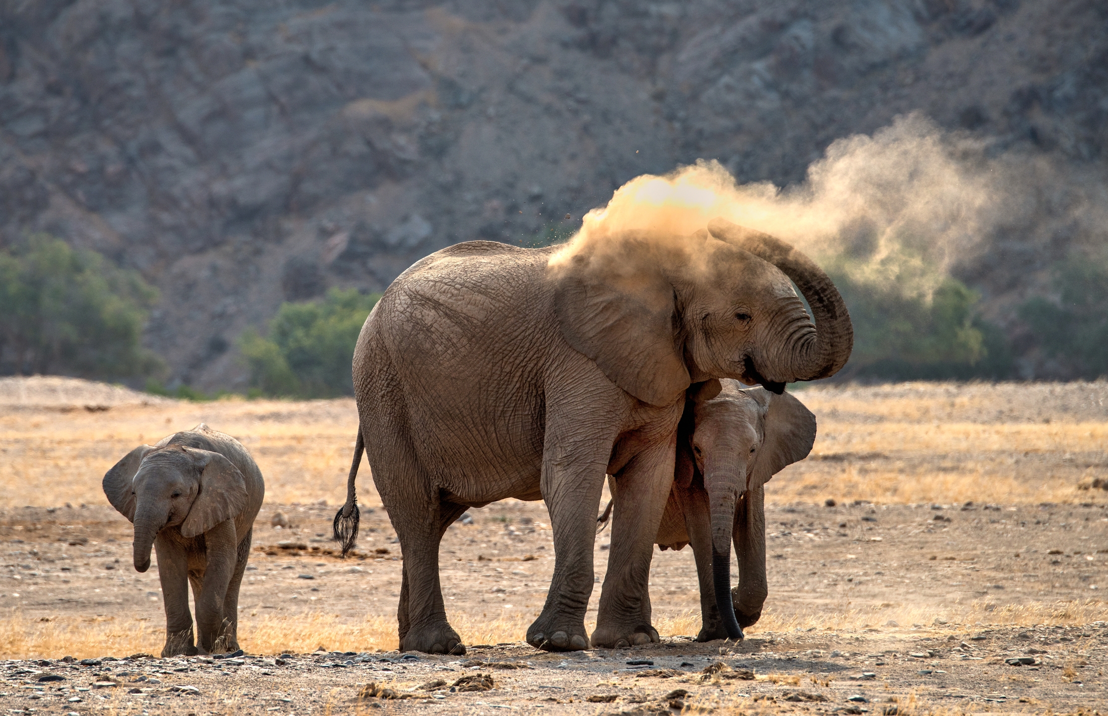 Deserto del Kaokoland - Elefanti