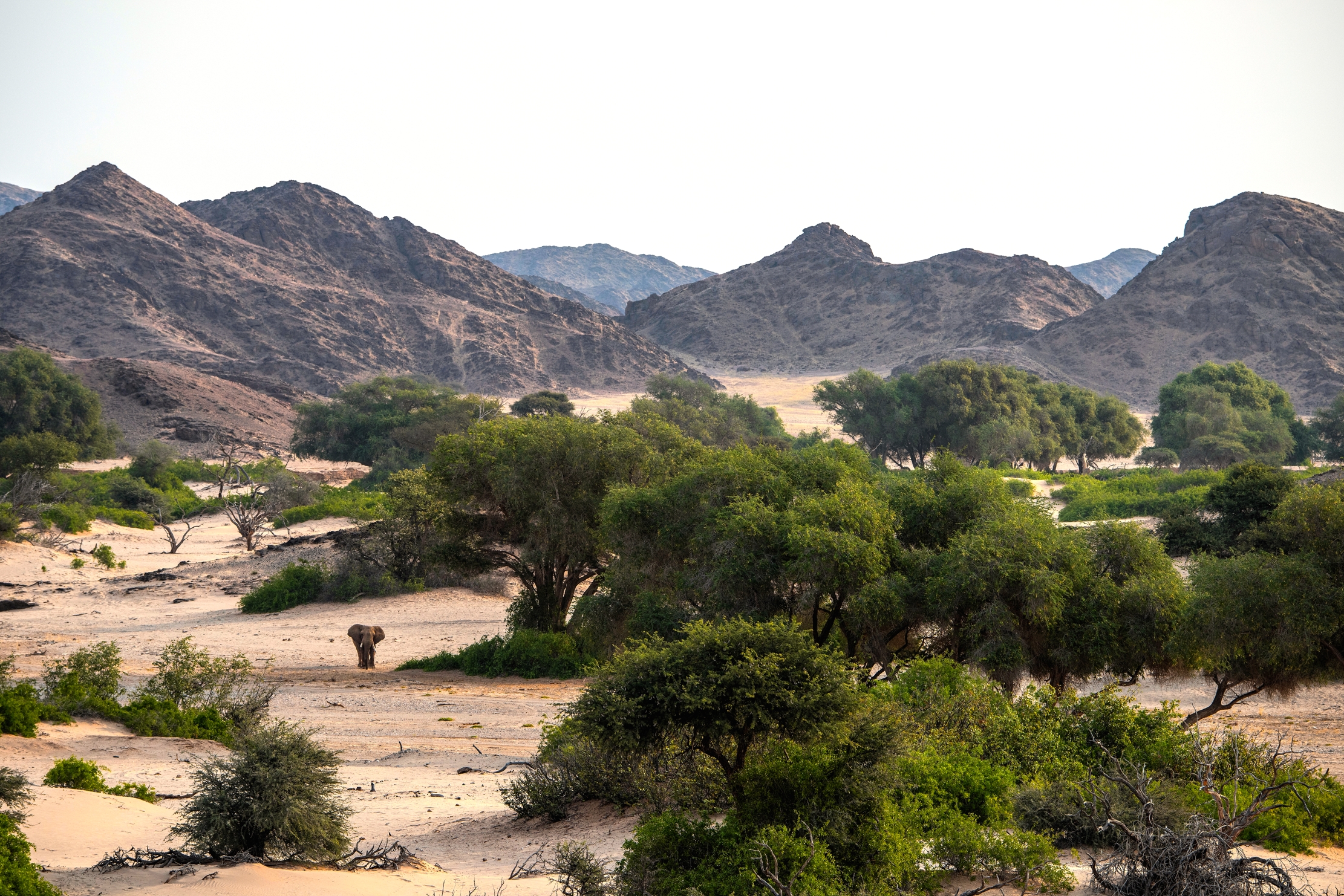 Deserto del Kaokoland - Elefante