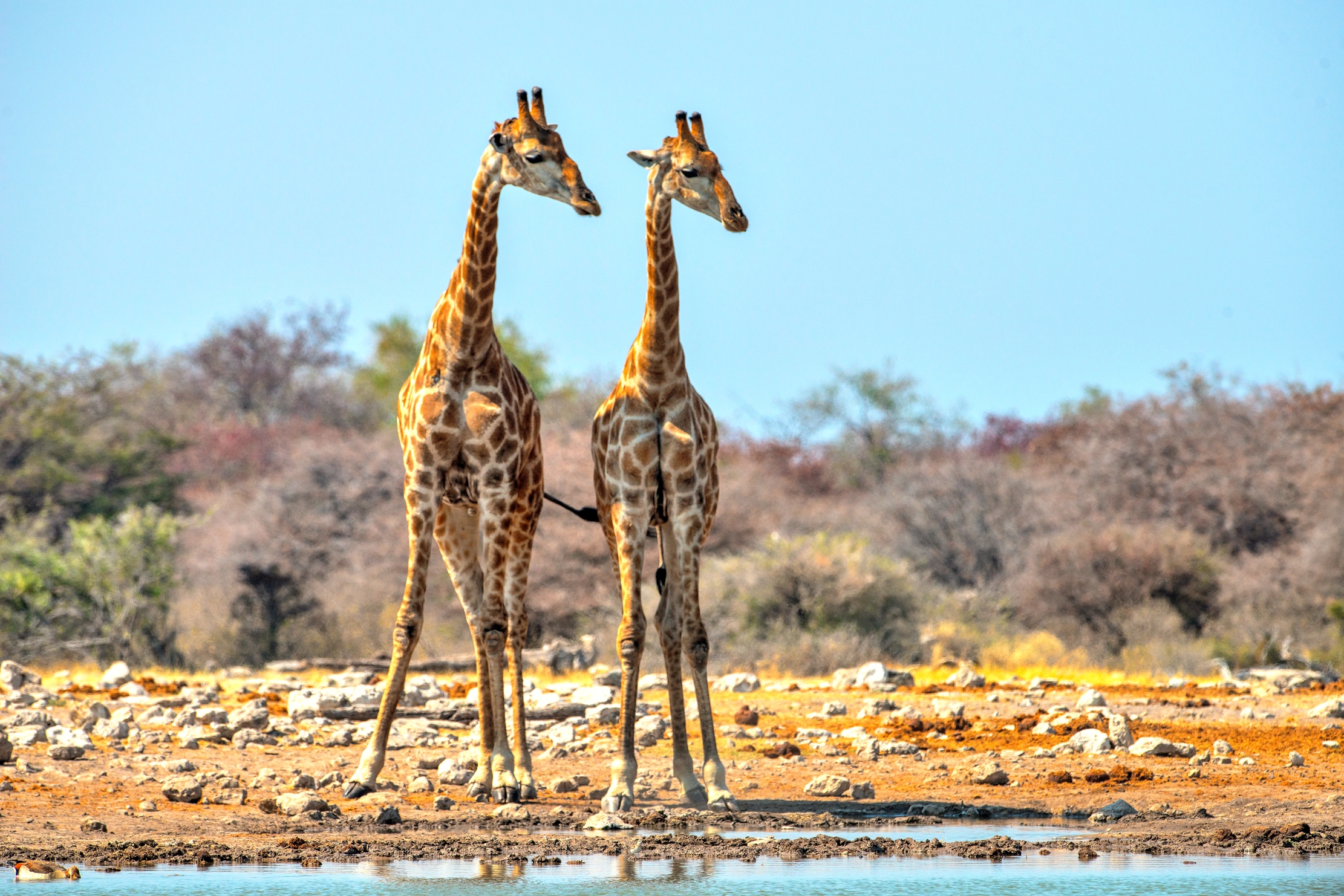 Etosha - Giraffe