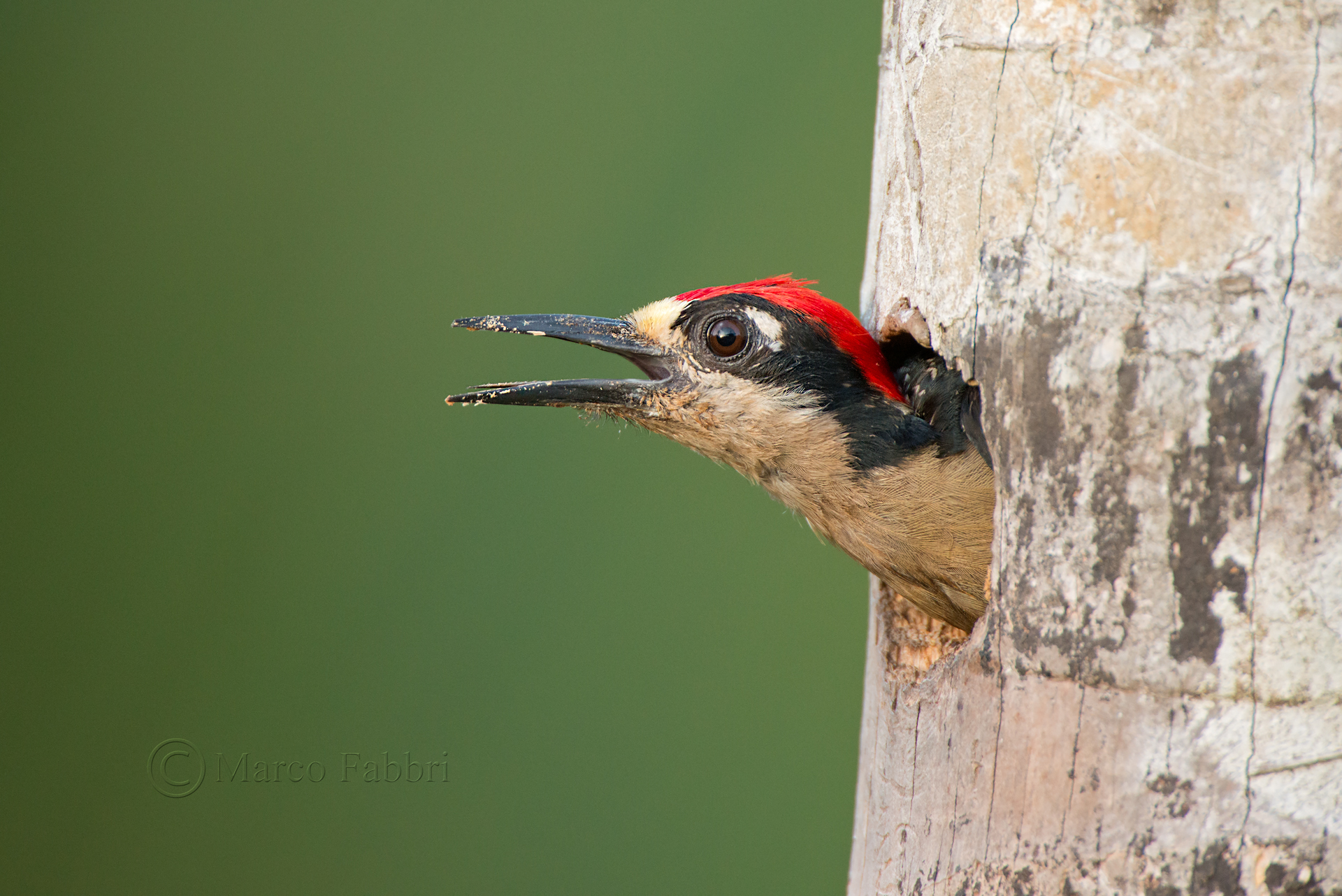 Portrait Black-ceeked