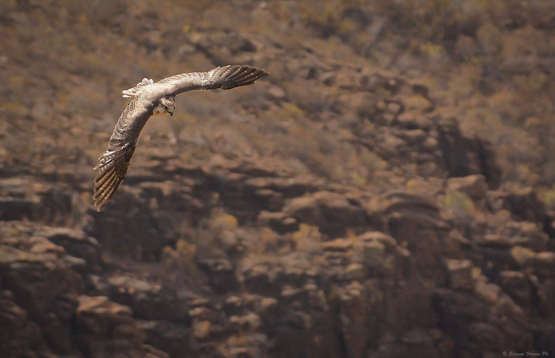 La caccia del...Pellegrino