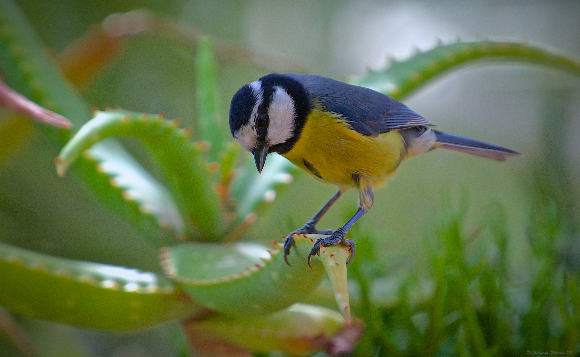 Cinciarella su Aloe...