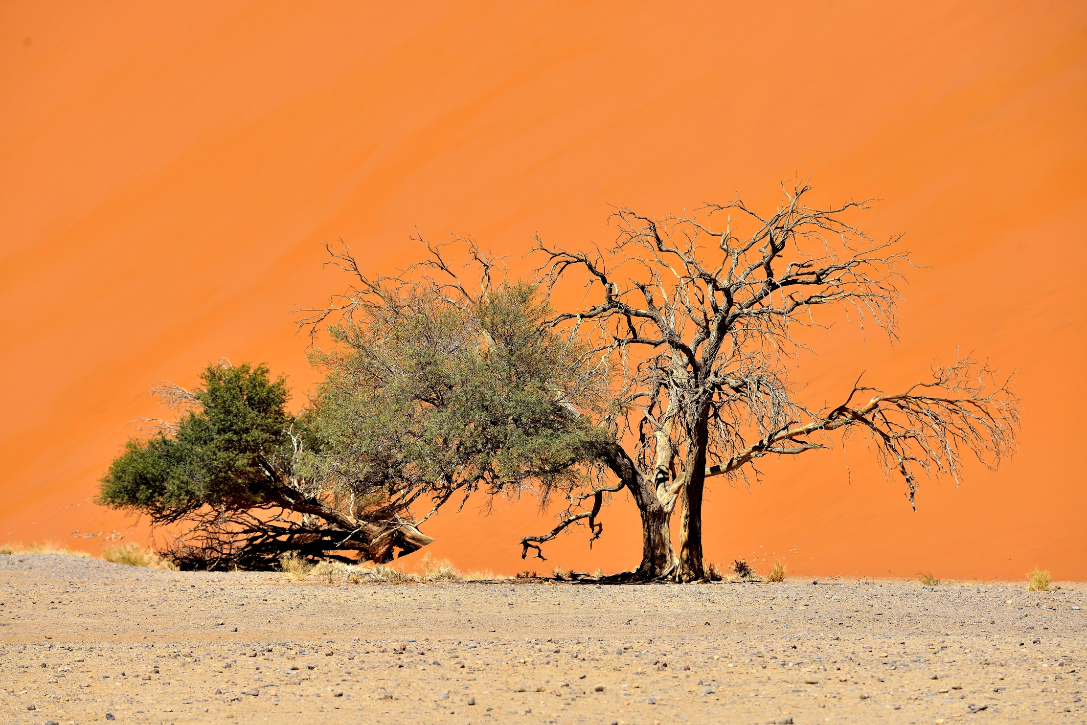 Deserto del Namib - Albero