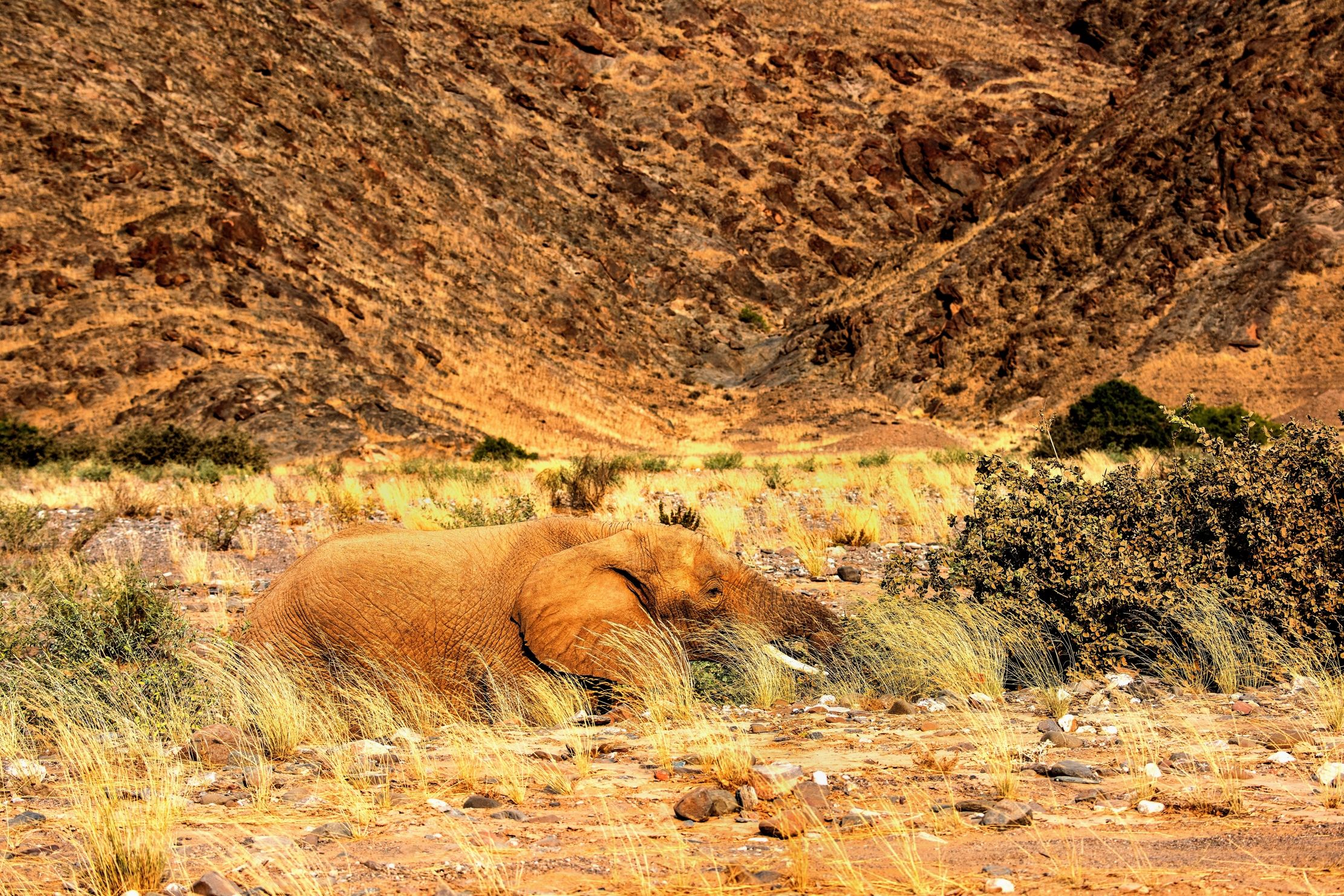 Deserto del Kaokoland - Elefante