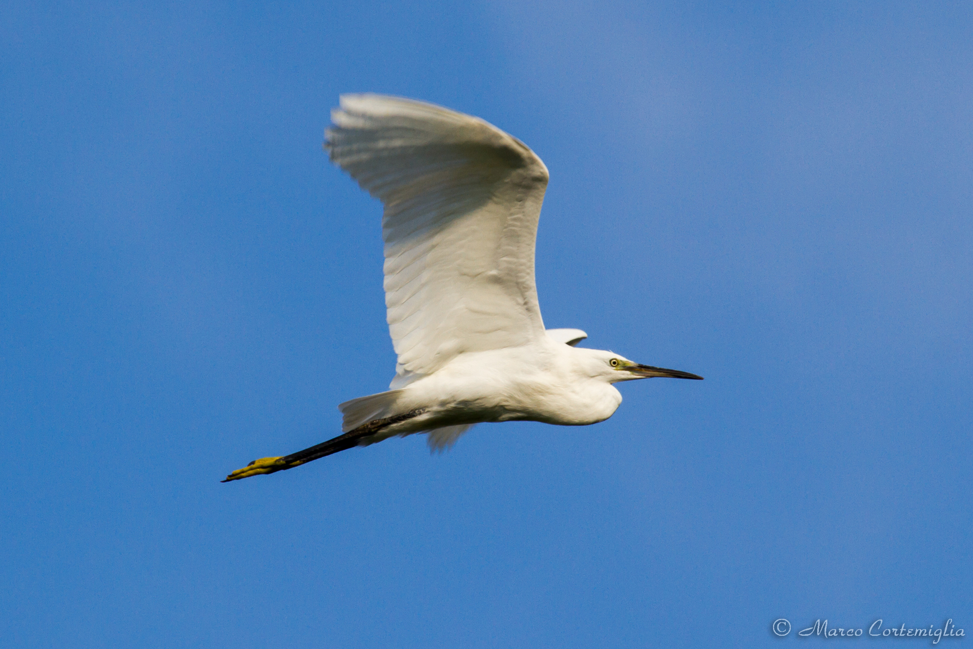Egretta garzetta