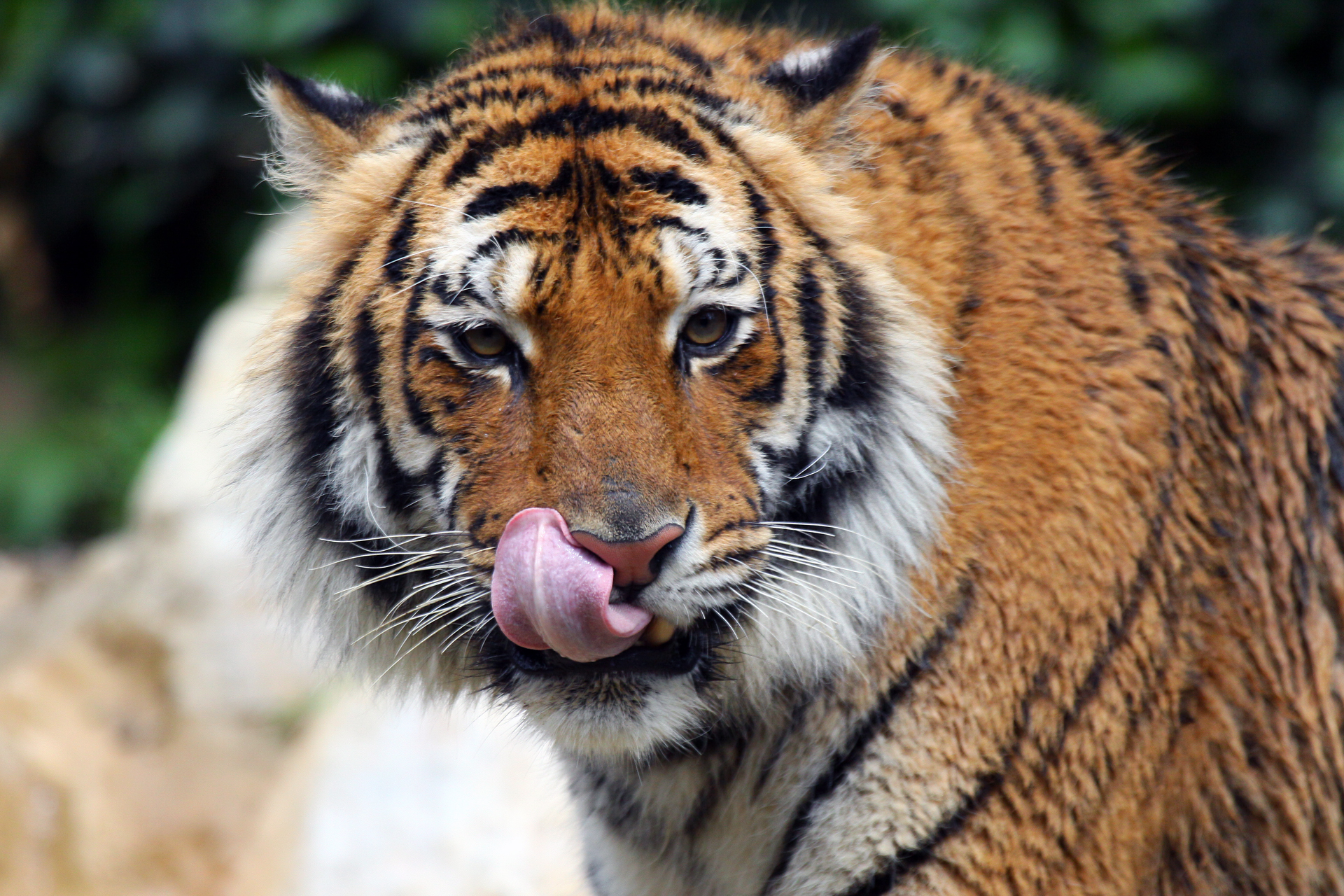 Tigre grandi pulizie