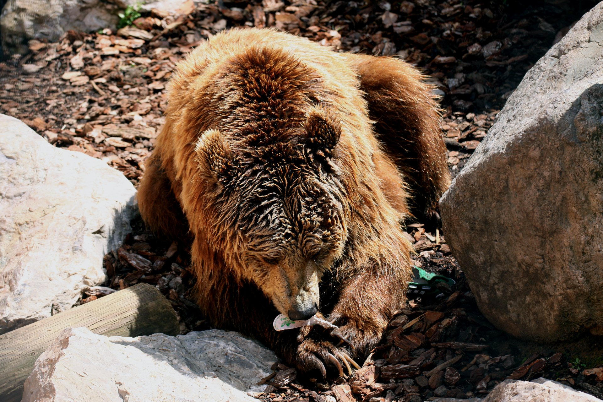 Ma quanto è buona la scarpetta
