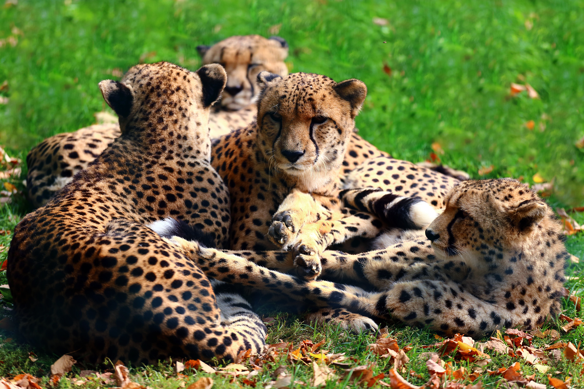 Famiglia di ghepardi