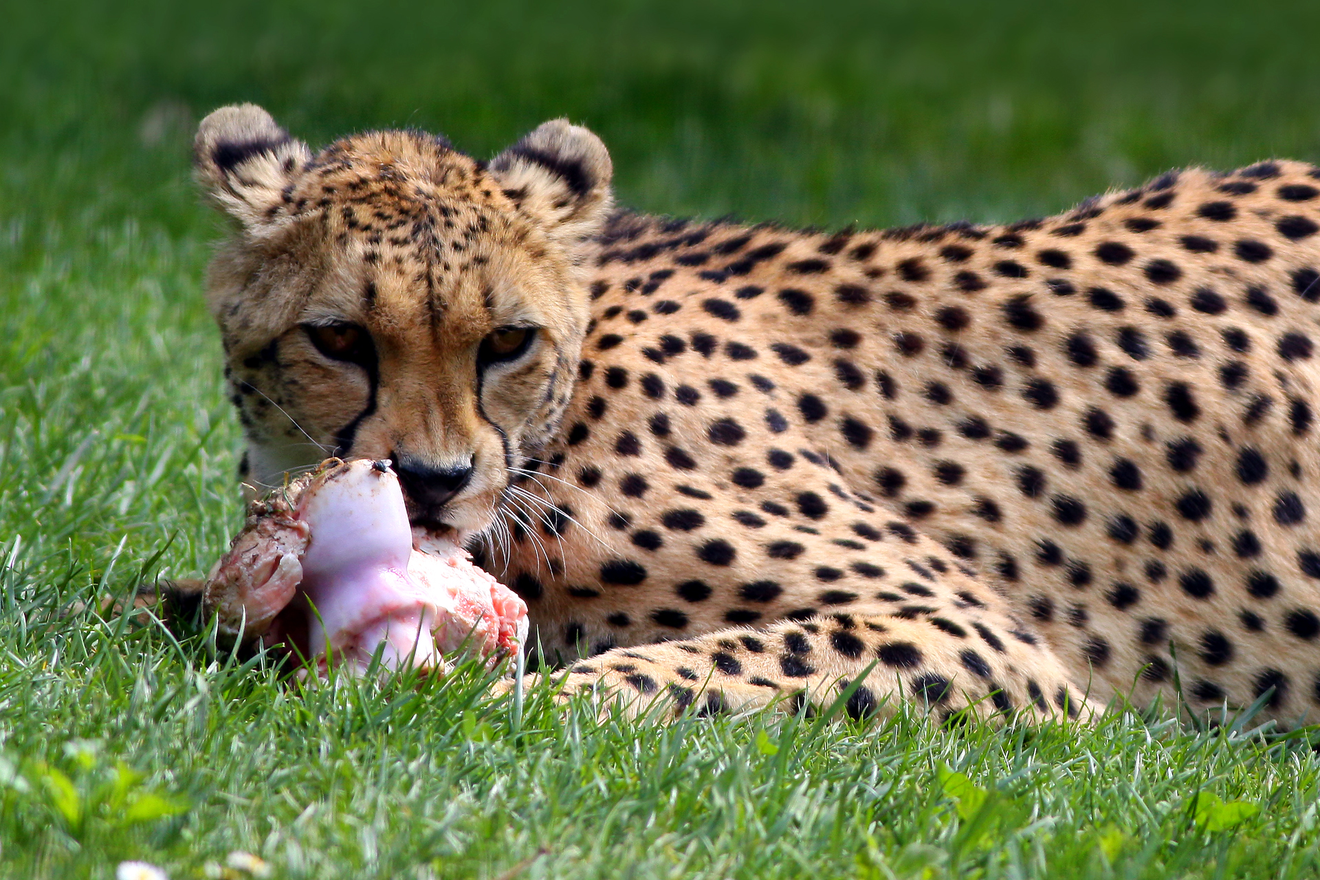 Ghepardo durante il pasto