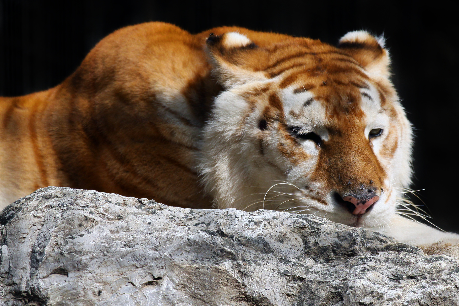 Incrocio tra un leone ed una tigre