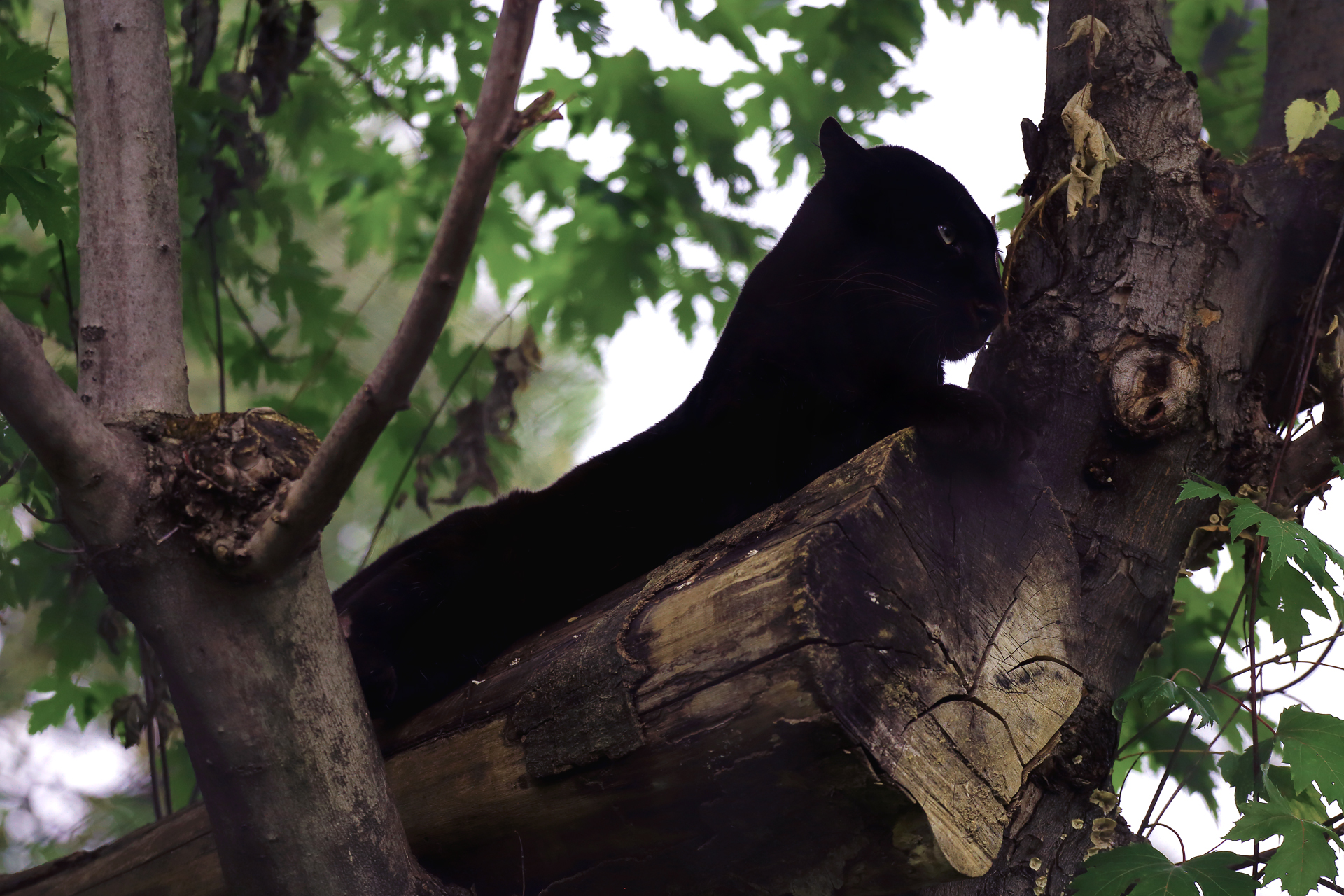 Pantera nera sulla pianta