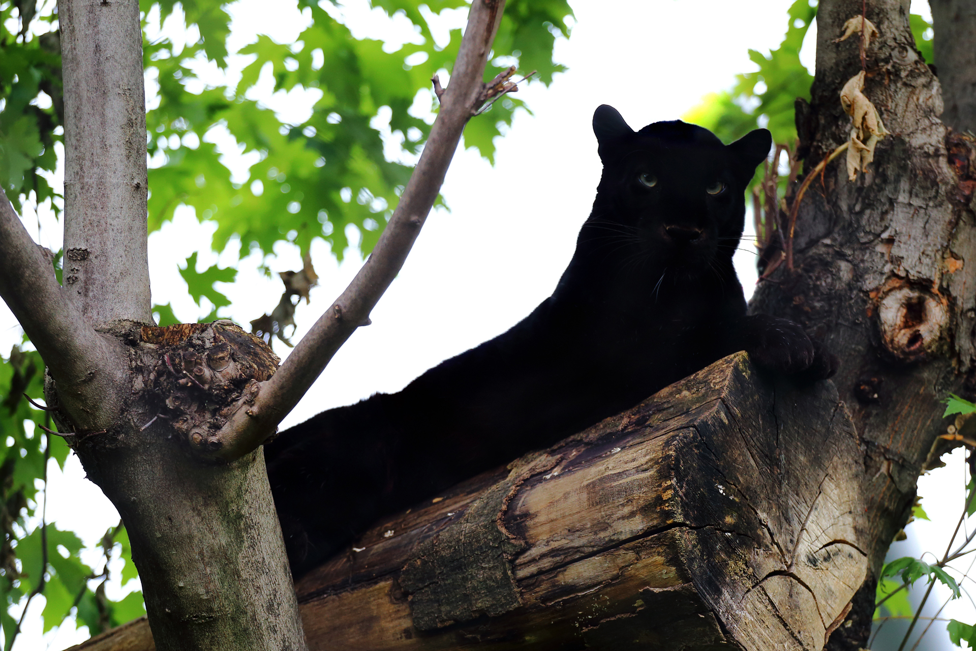 Pantera nera in riposo