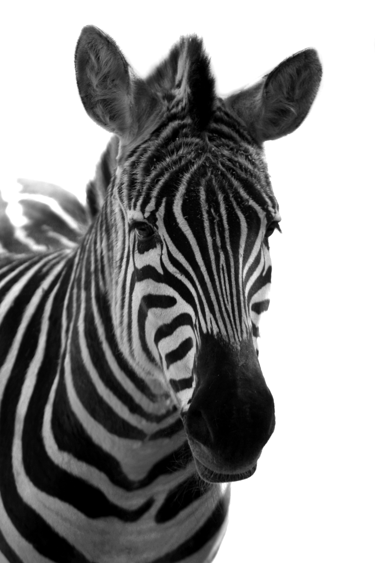 Zebra in bianco e nero