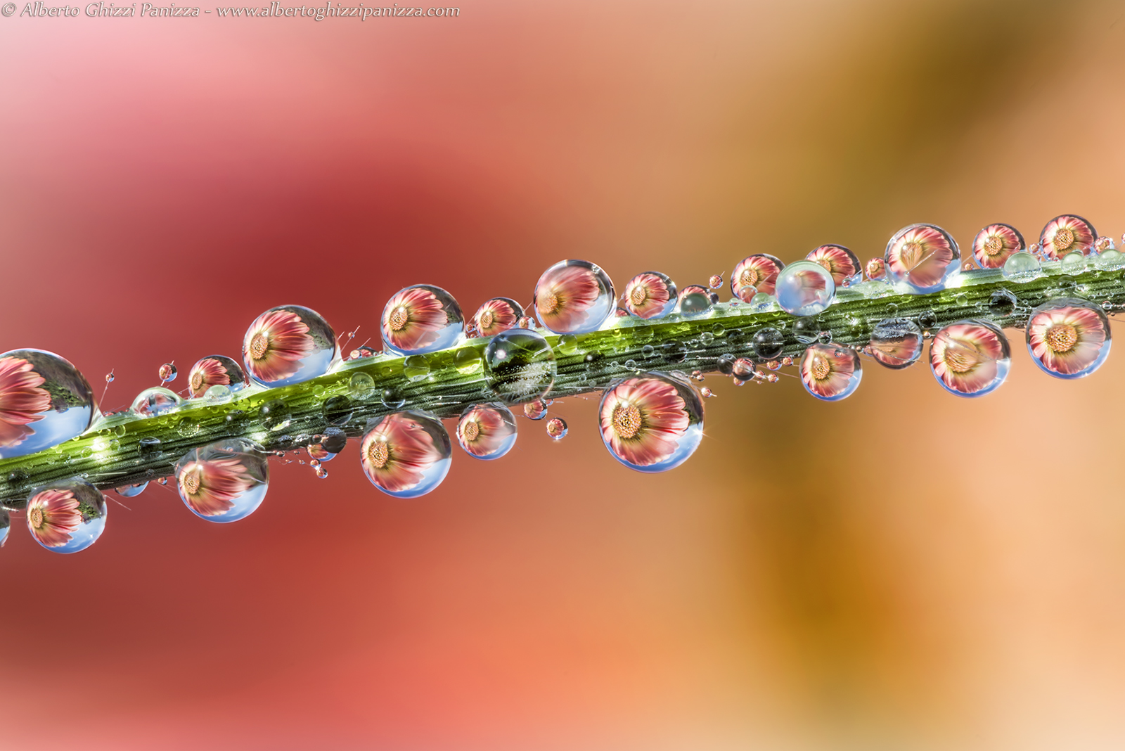 Reflections of gerbera