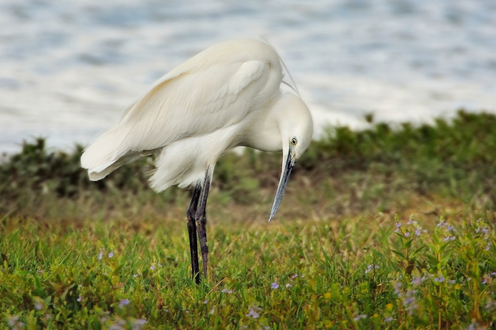 On the banks of the pond