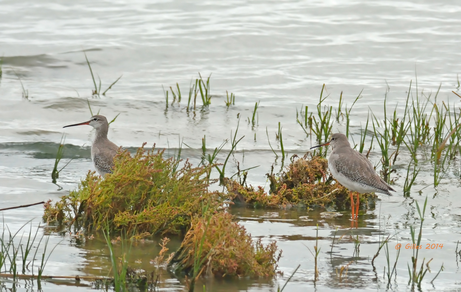 Pettegole ...... taciturn (Tringa totanus)