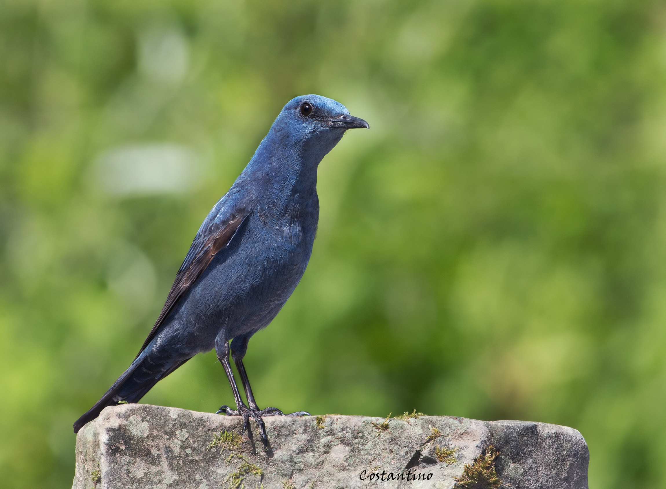Blue Rock Thrush (Monticola solitarius)