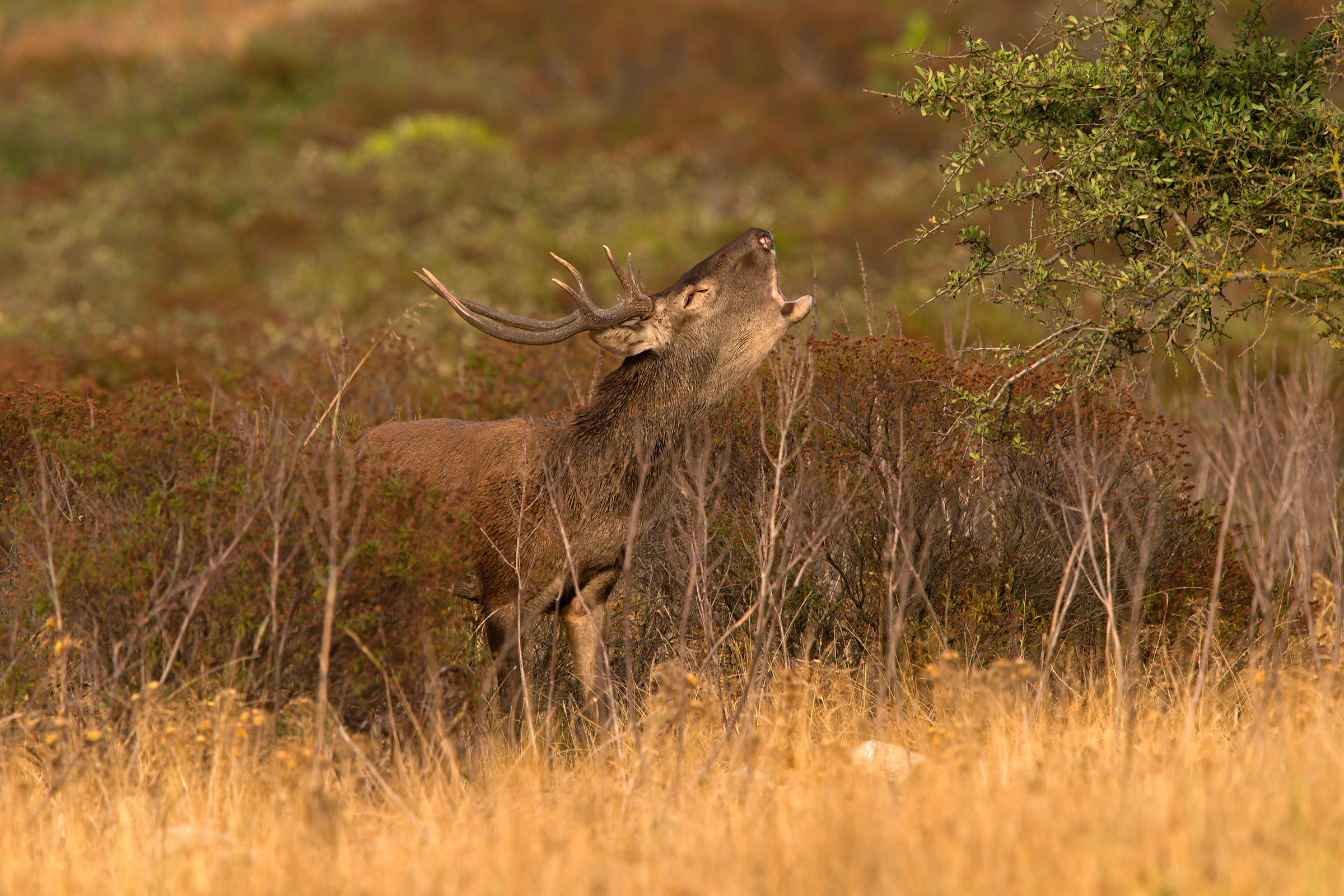 cervo sardo in bramito