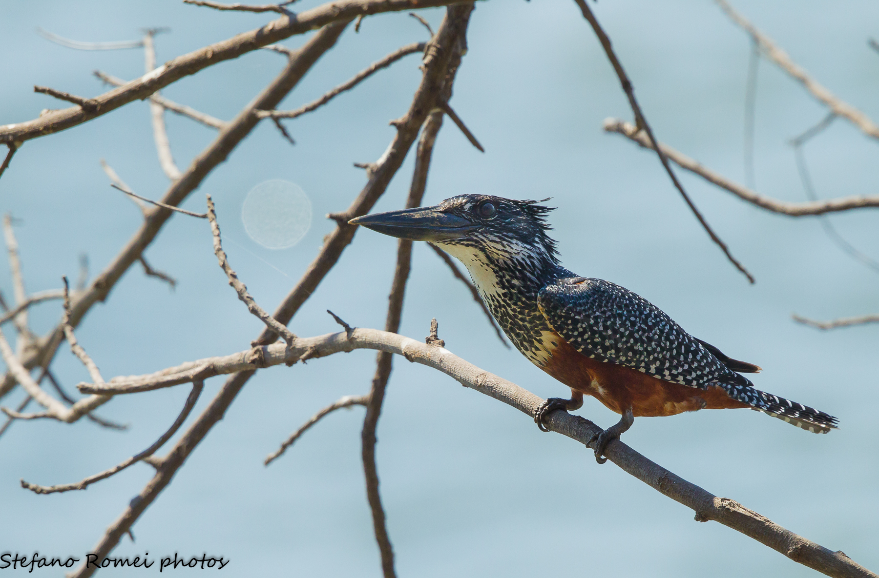 the king and the moon