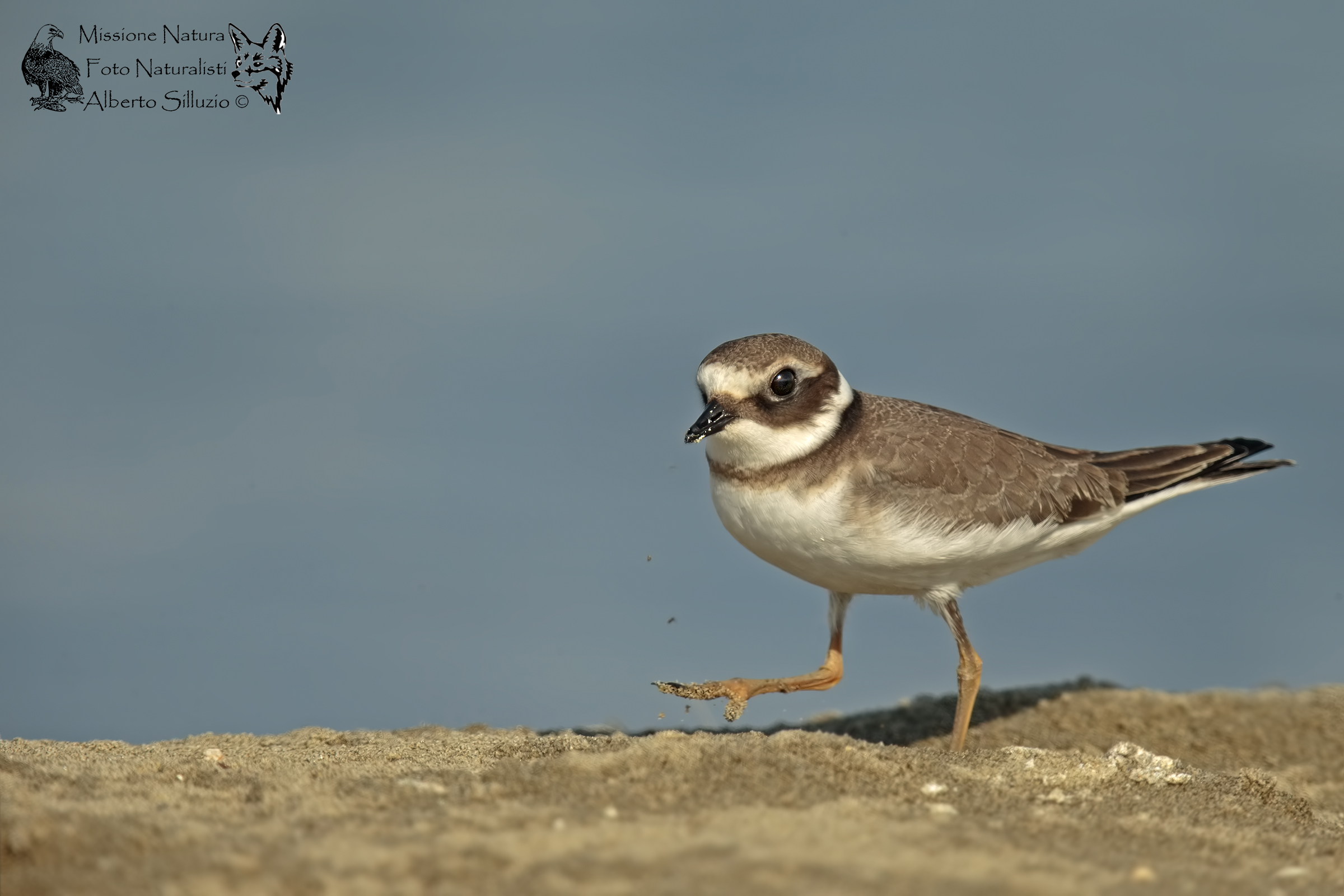 Little Ringed Plover