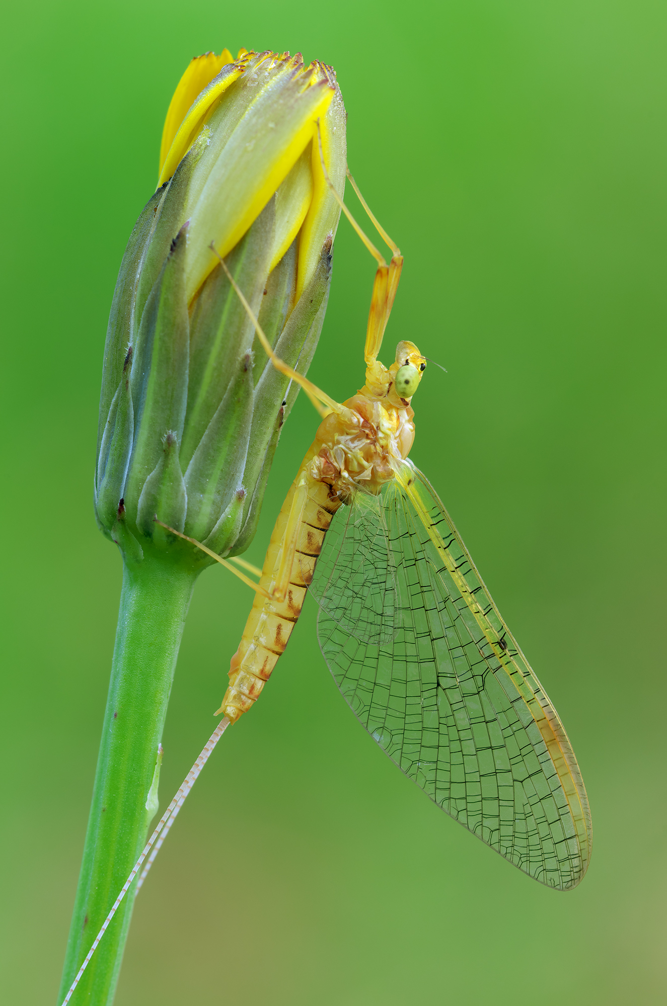 Ephemeroptera