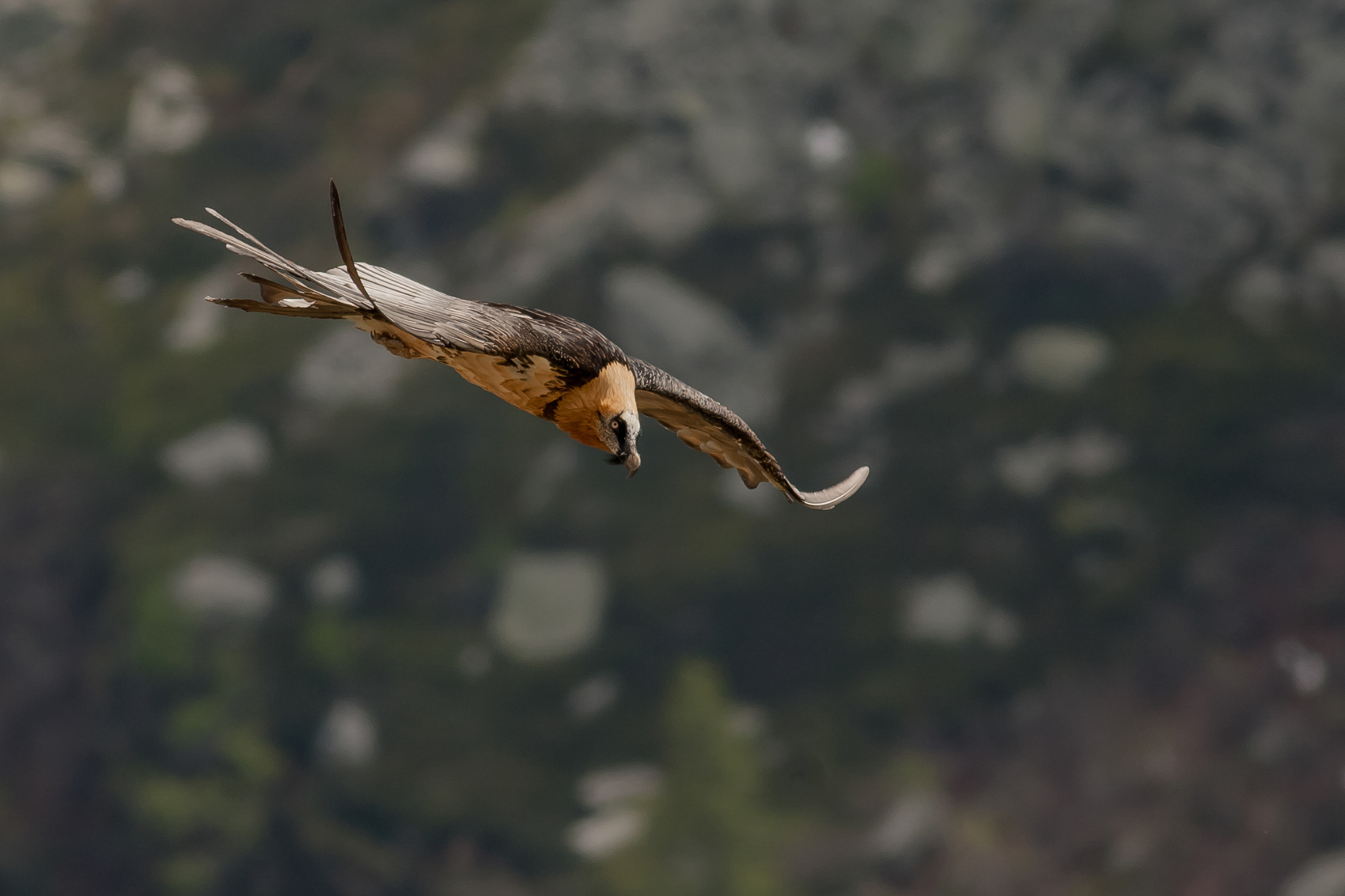 Bearded Vulture