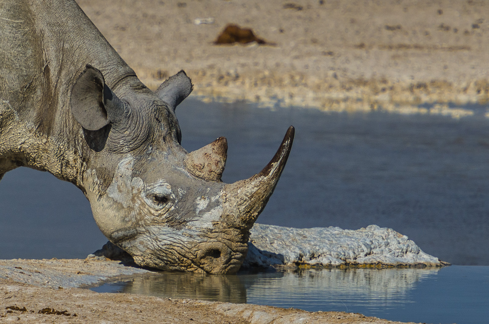 Thirsty black rhino