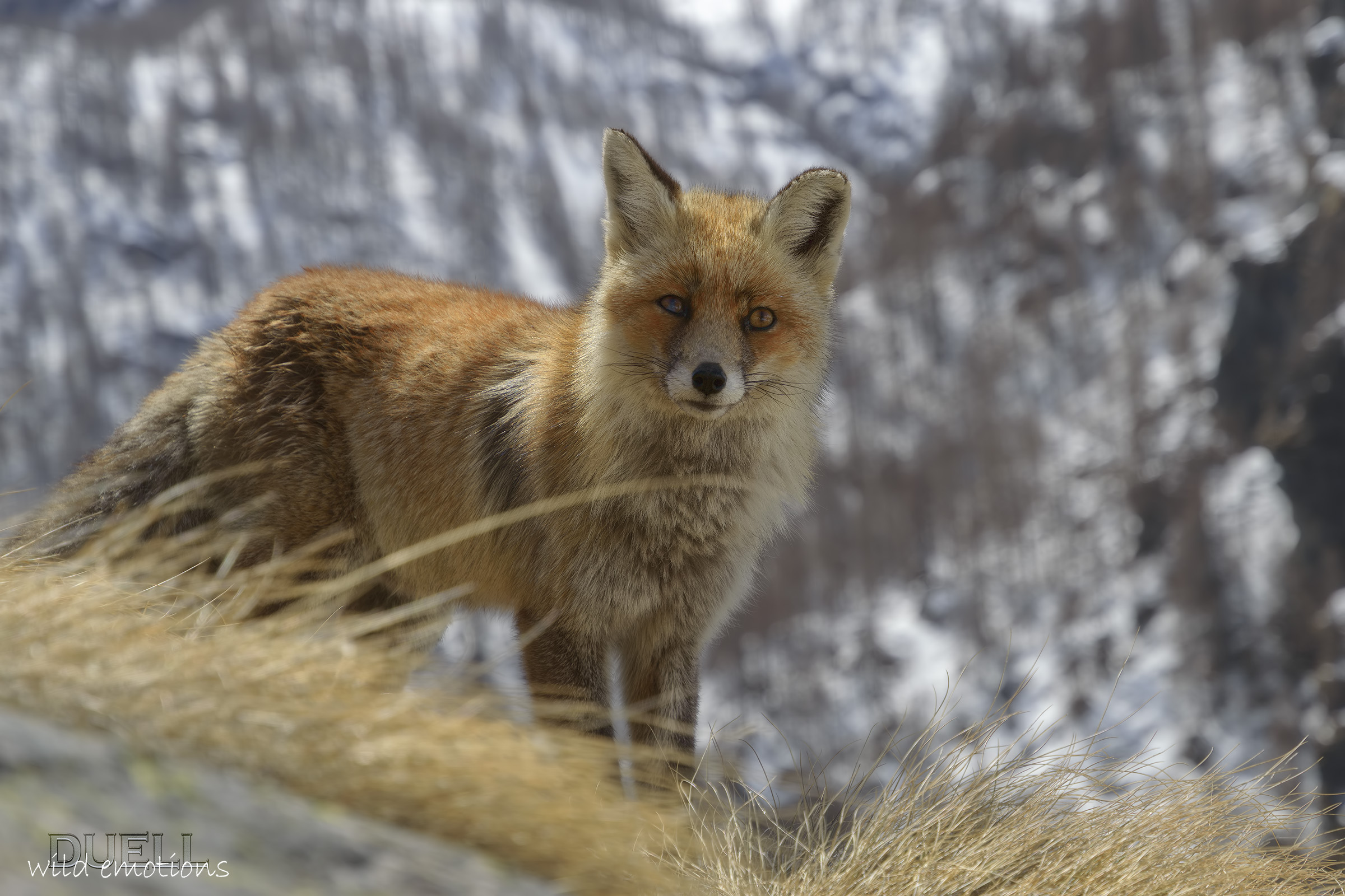 incontri ravvicinati