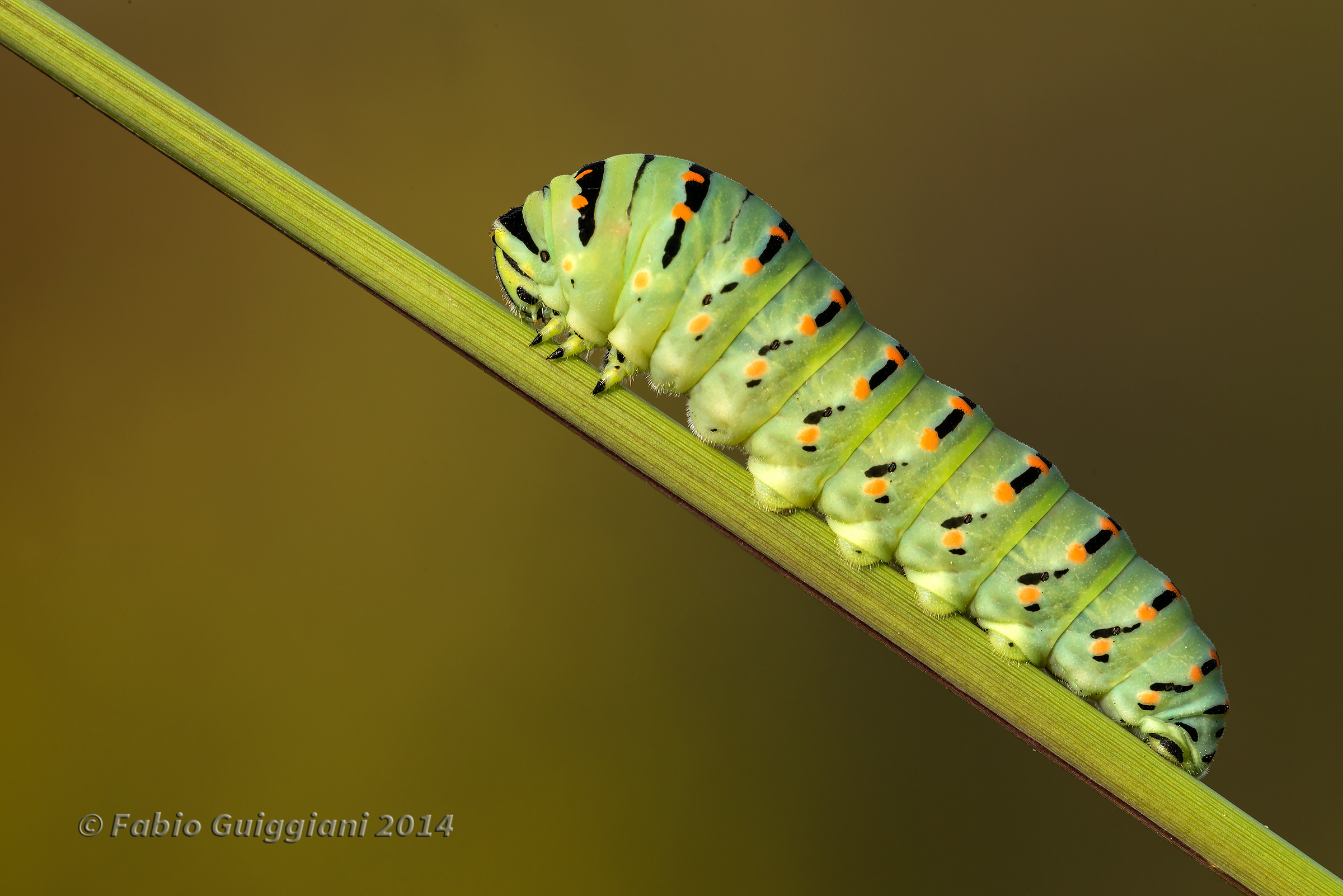 Caterpillar of swallowtail -Papilio Machaon