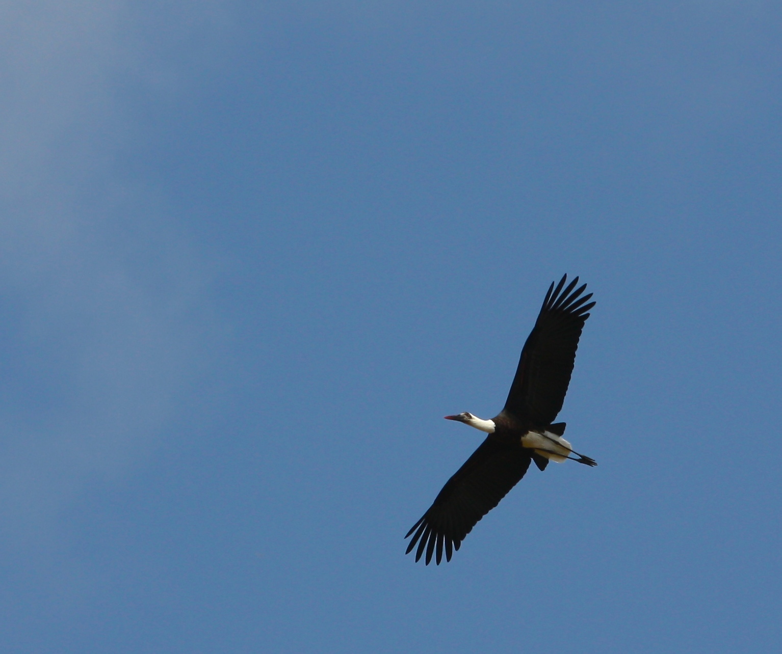 Ciconia episcopus (Woolly-necked Stork)