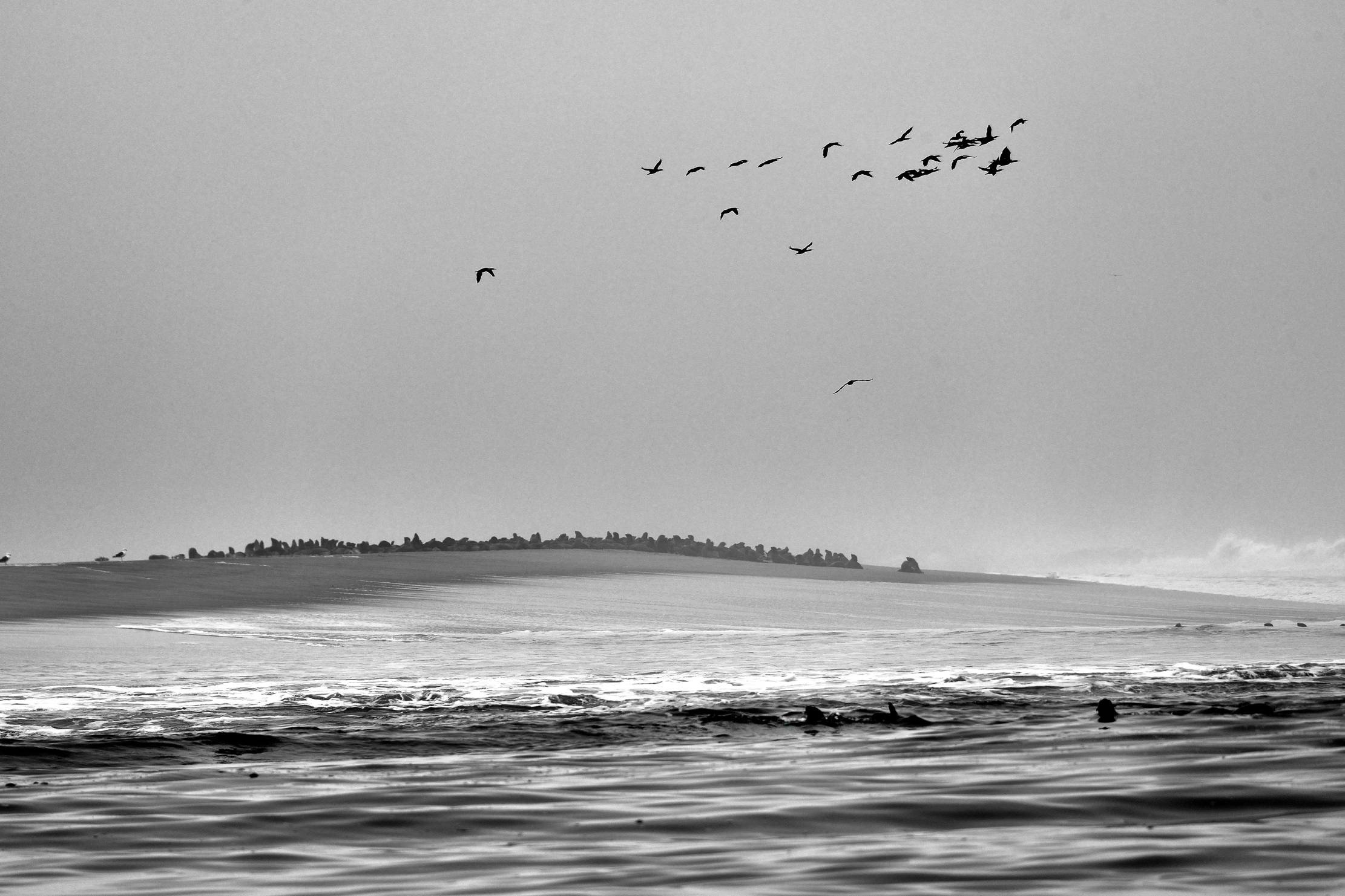 Skeleton Coast - Colonia di Otarie  e cormorani