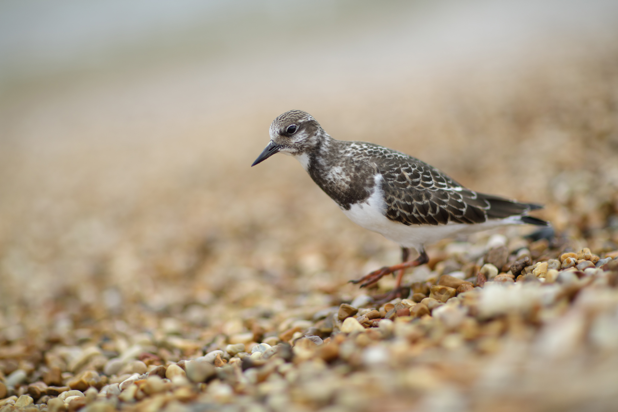 Voltapietre con l' 85 1.2