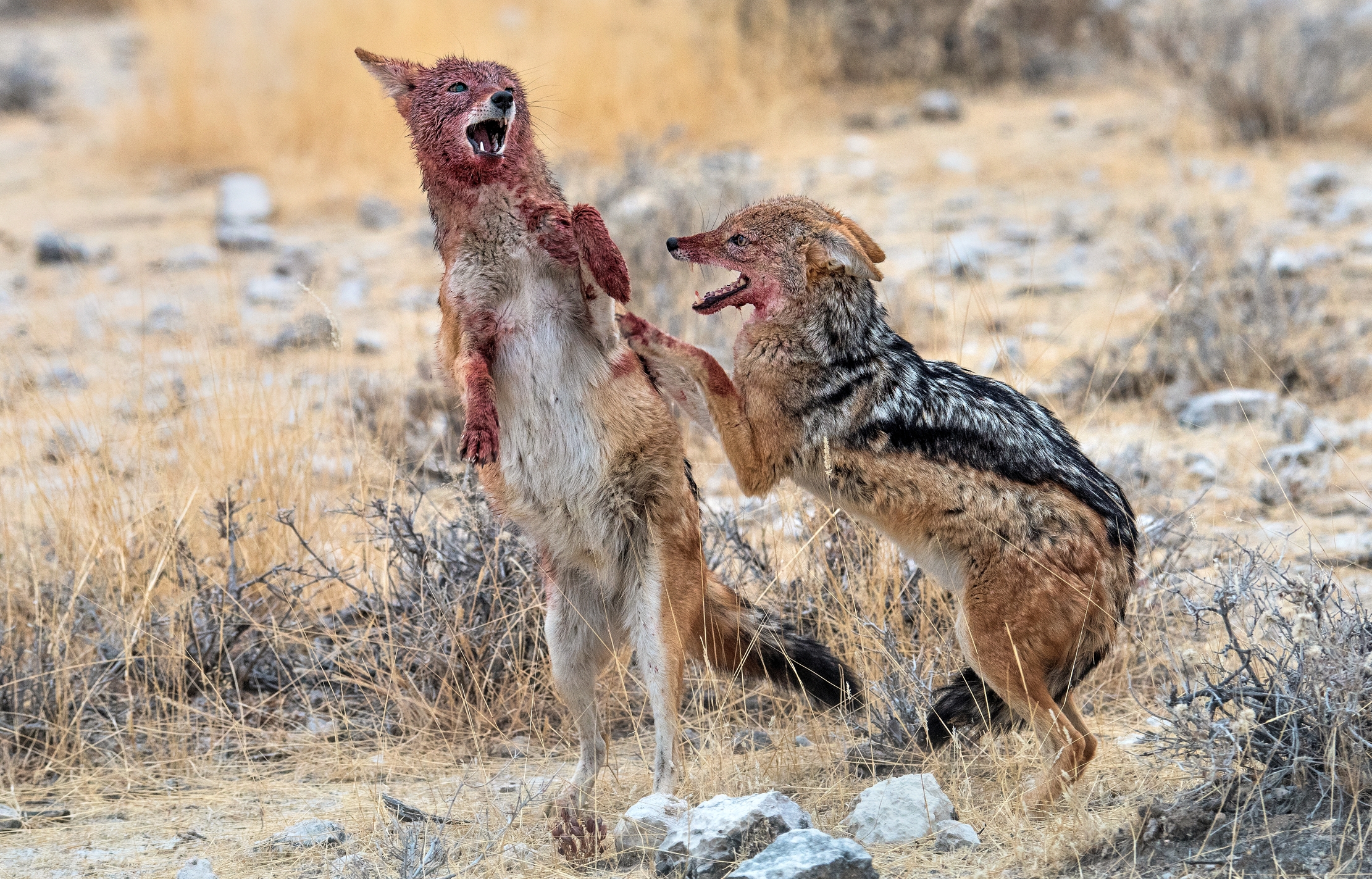 Etosha - Contesa tra sciacalli