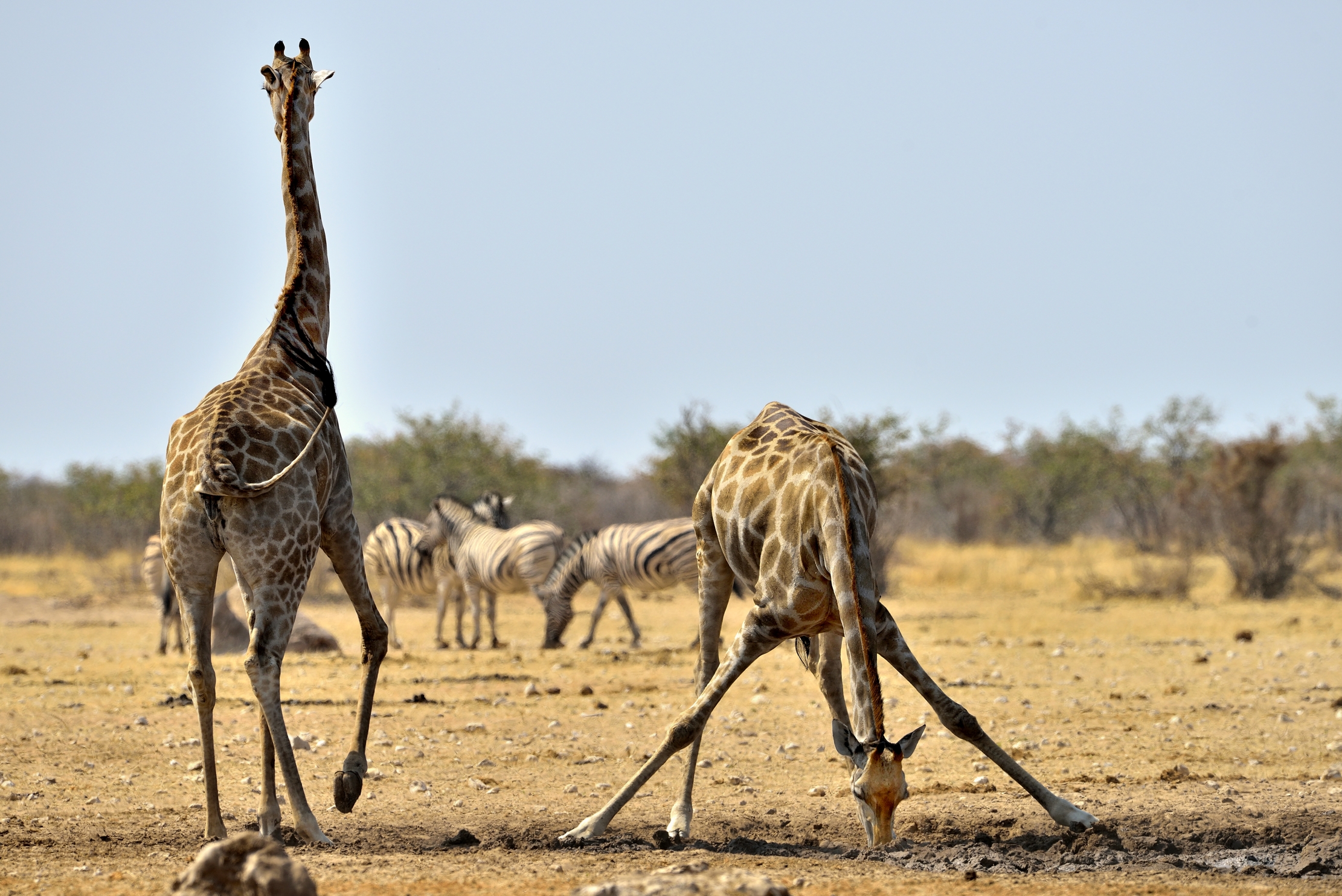 Etosha - Giraffe