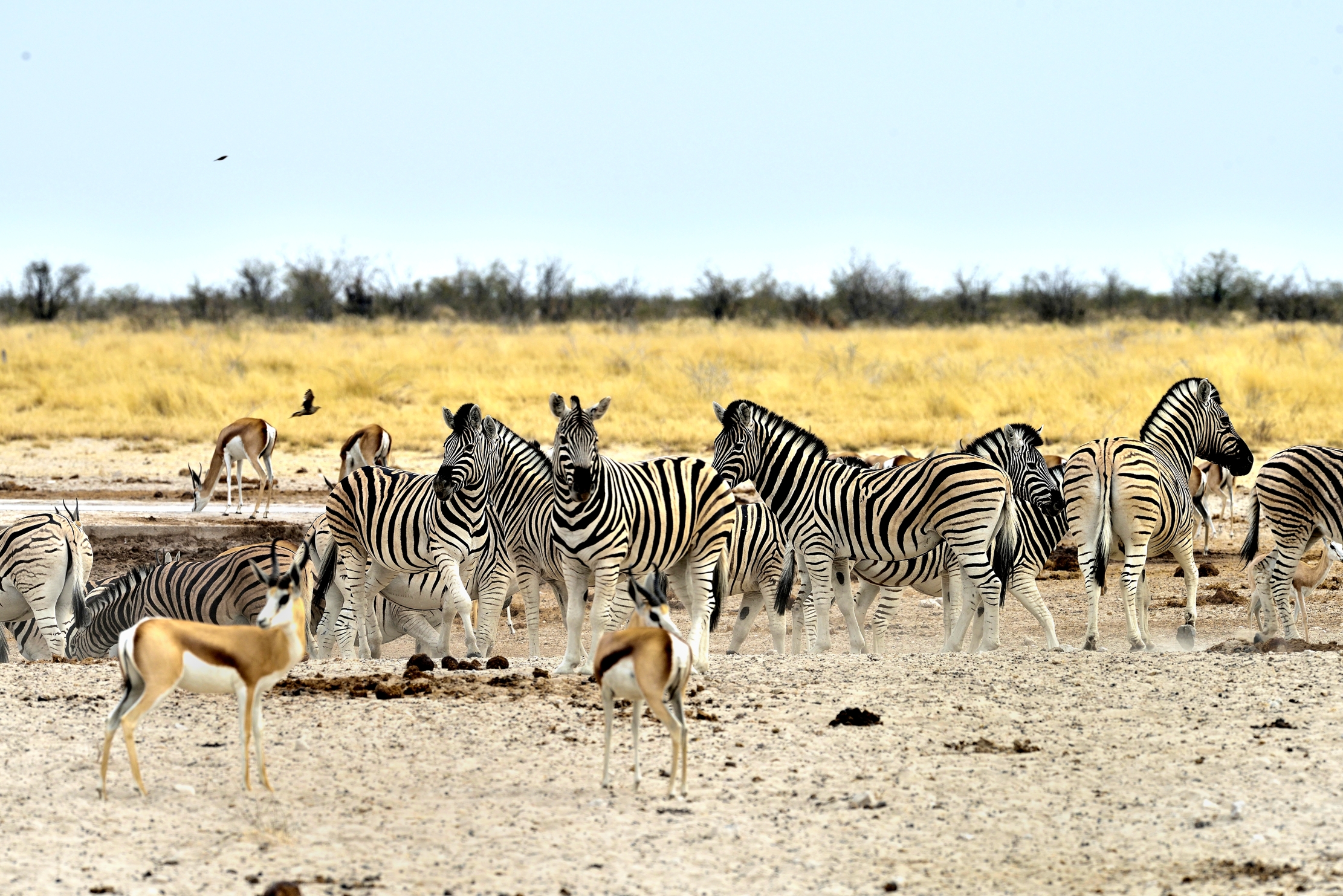 Etosha - Zebre e springbok