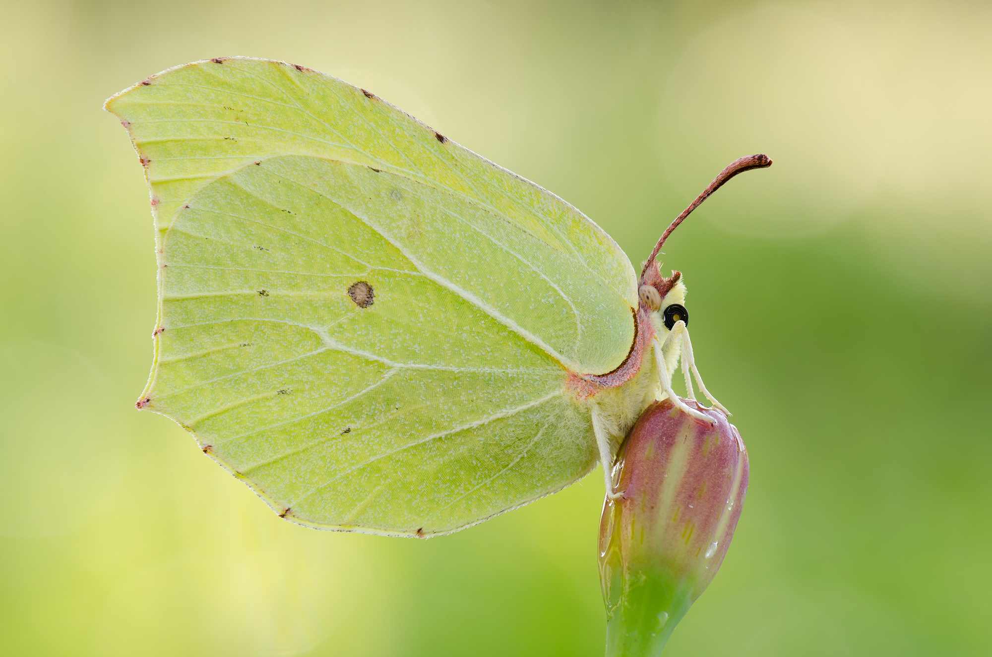 Gonepteryx rhamni