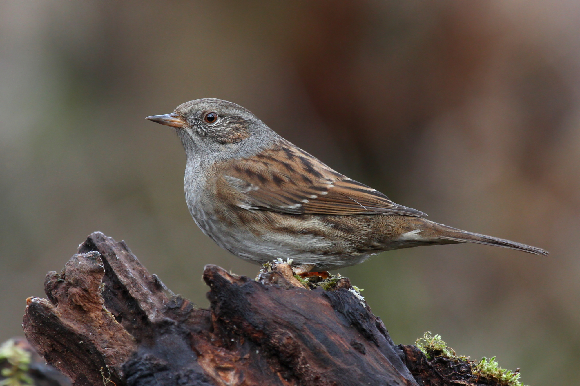 Dunnock