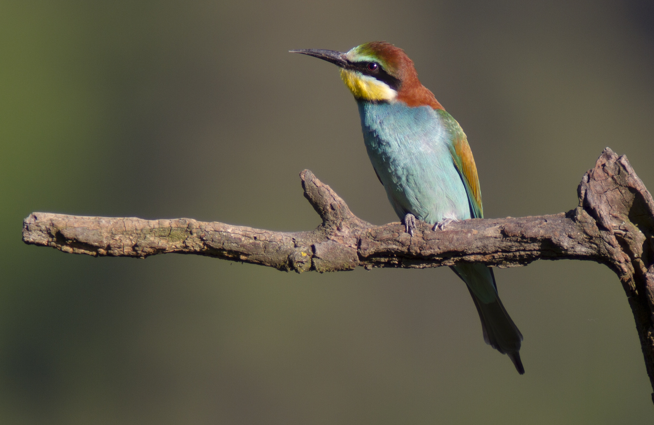 Bee-Eater, Langa, IT