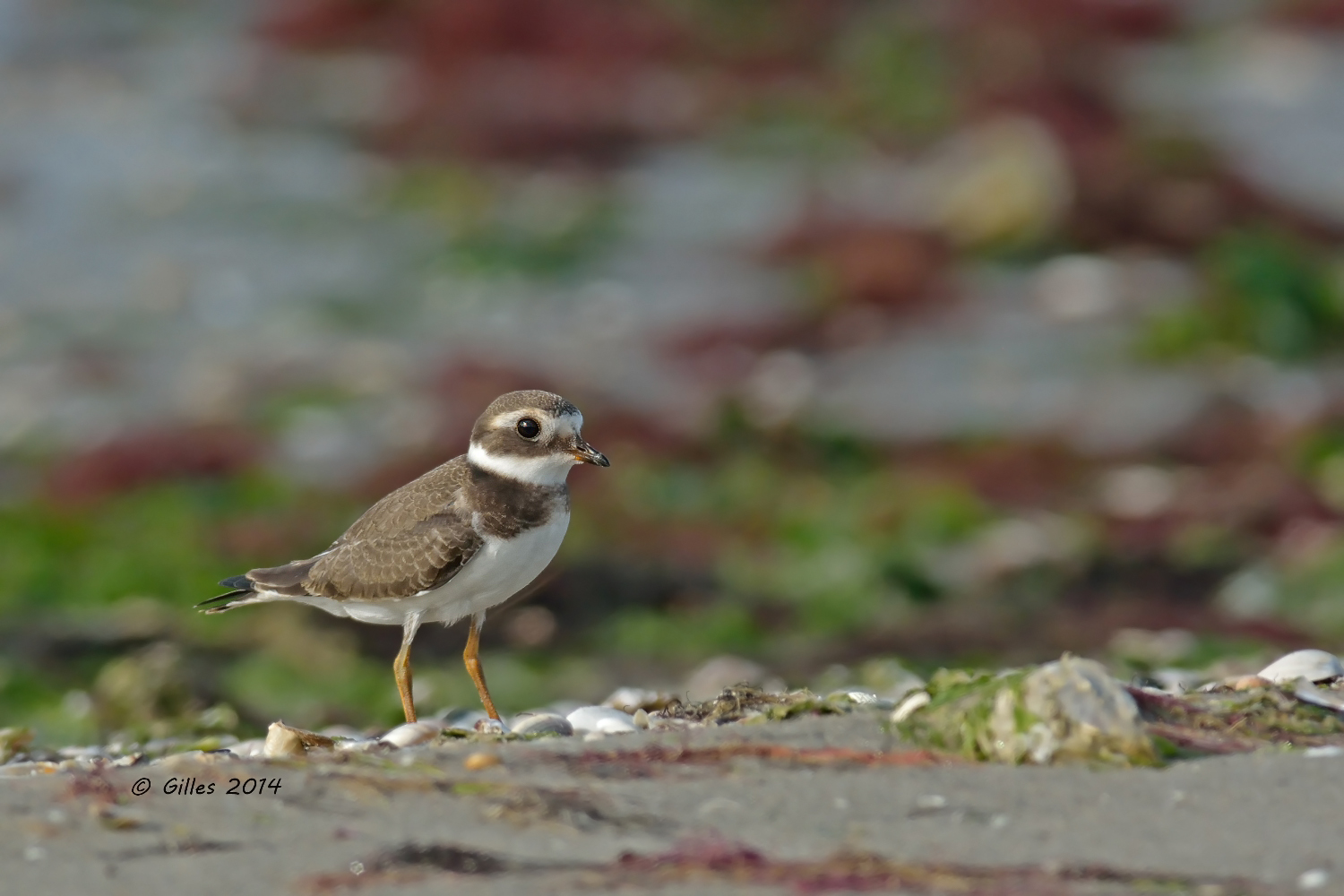 Ringed Plover (Charadrius hiaticula)