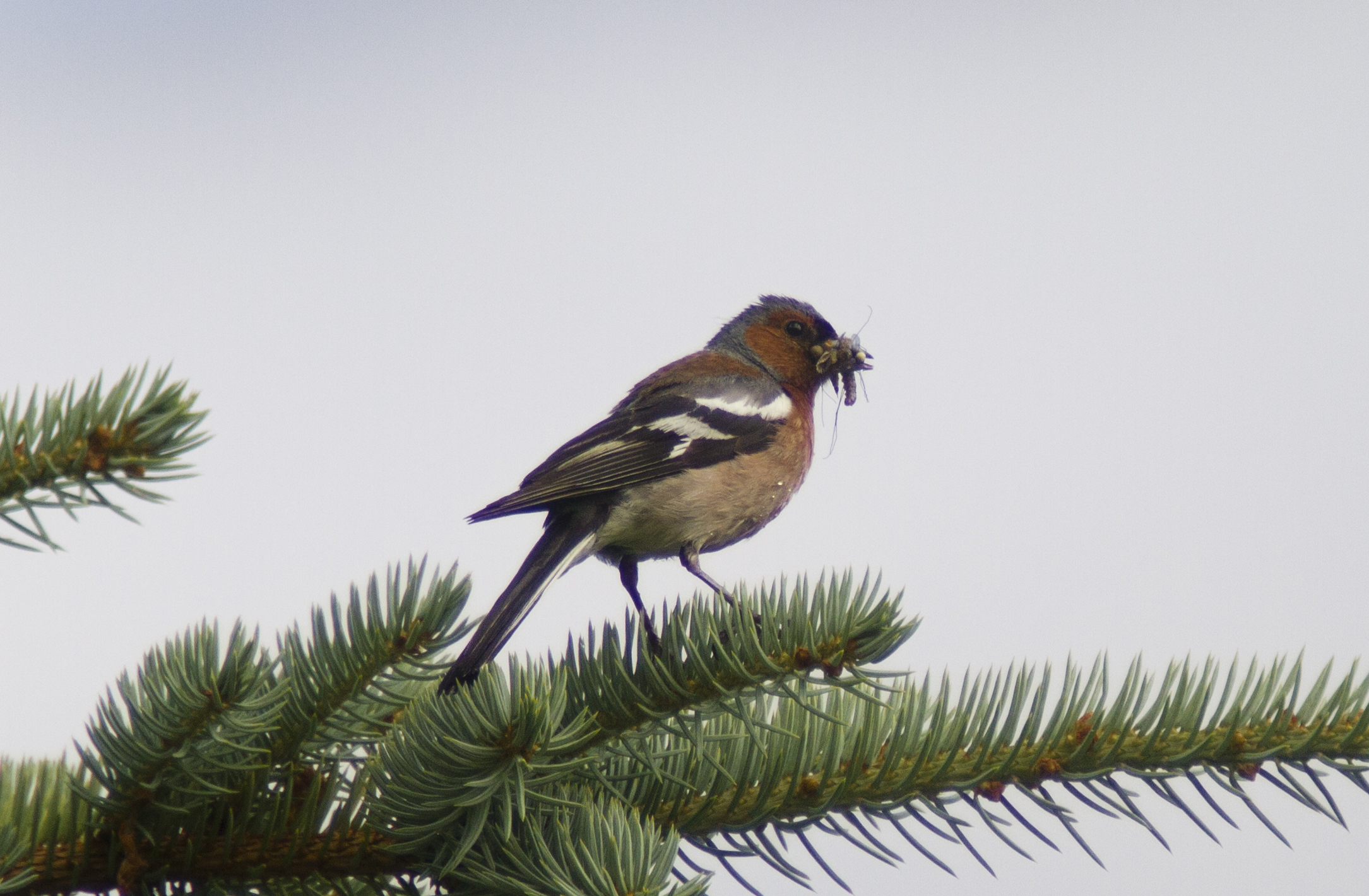 Chaffinch, Shelter Bagnour, ITA