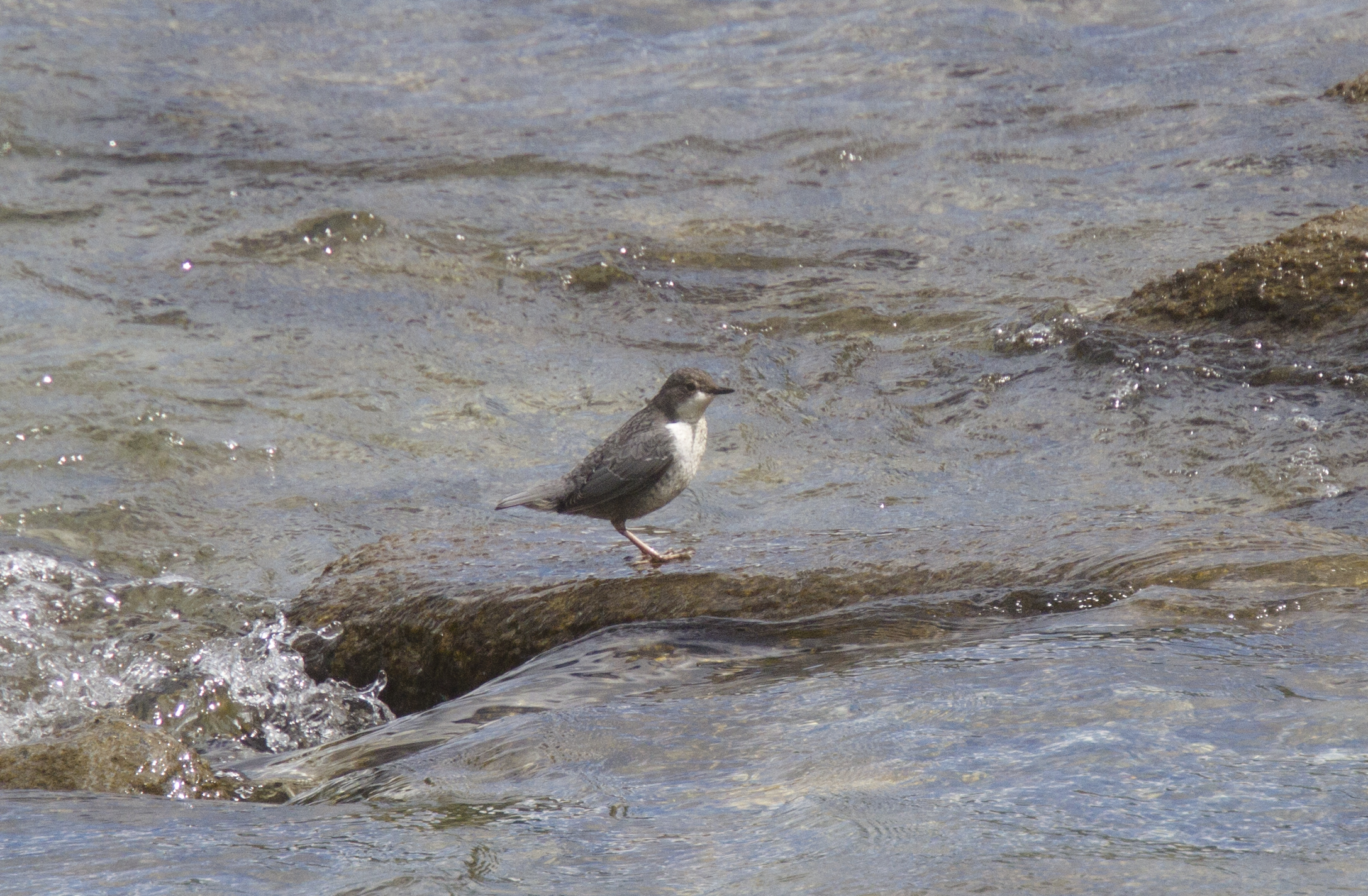 Dipper, Pontechianale, ITA