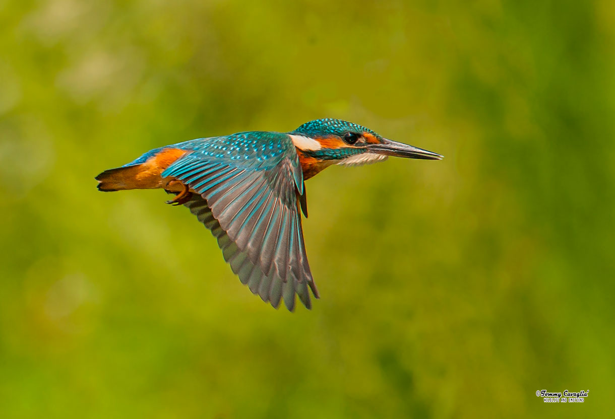 The flight of the Martin