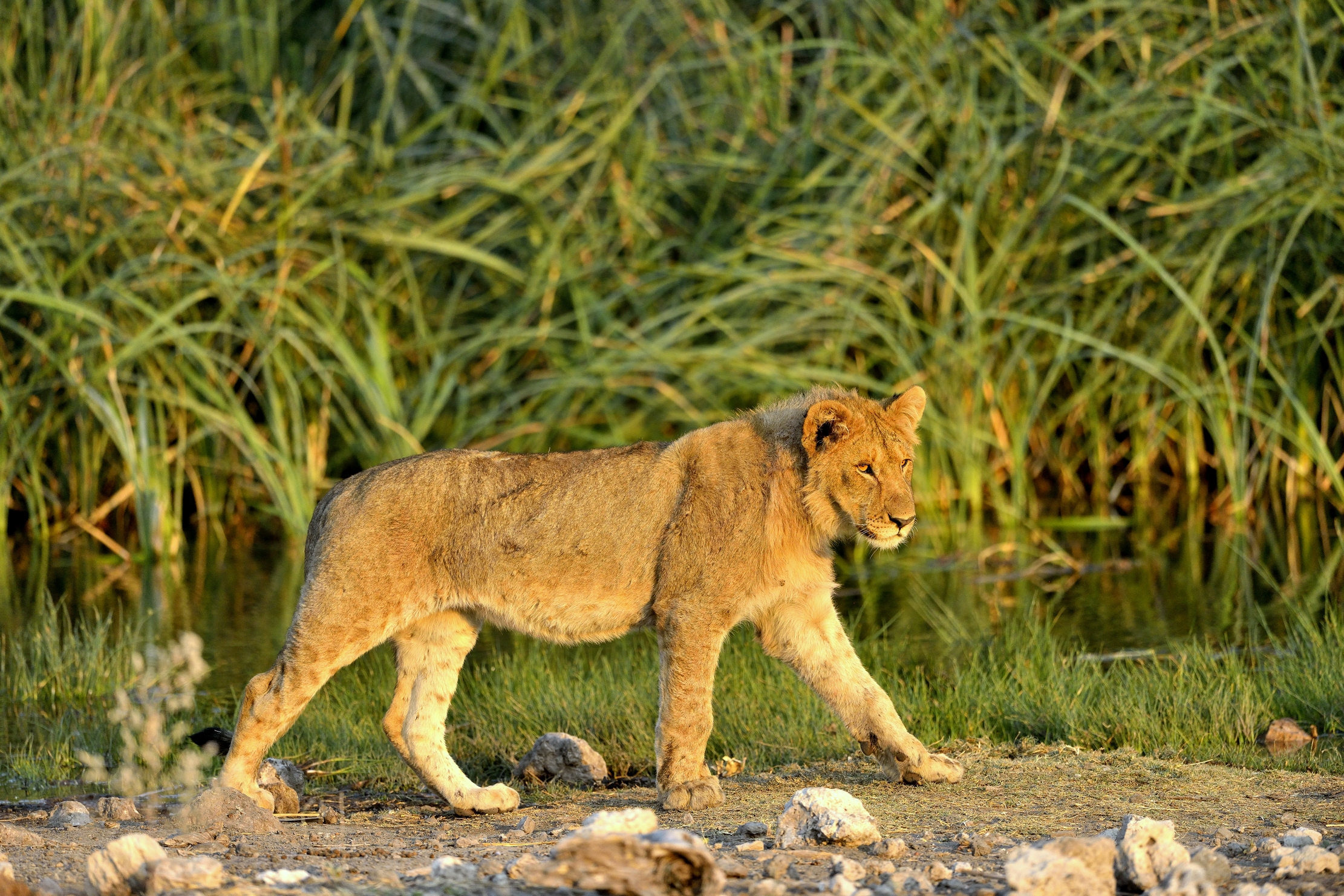 Etosha - Giovane leone