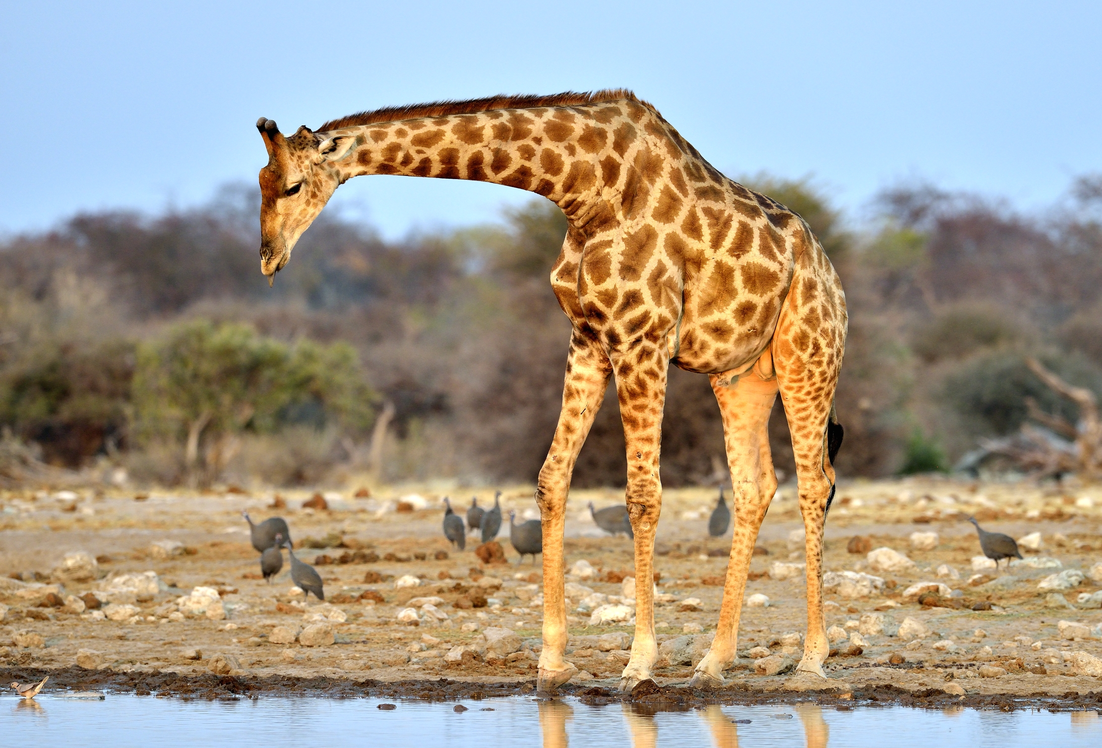Etosha - Giraffa