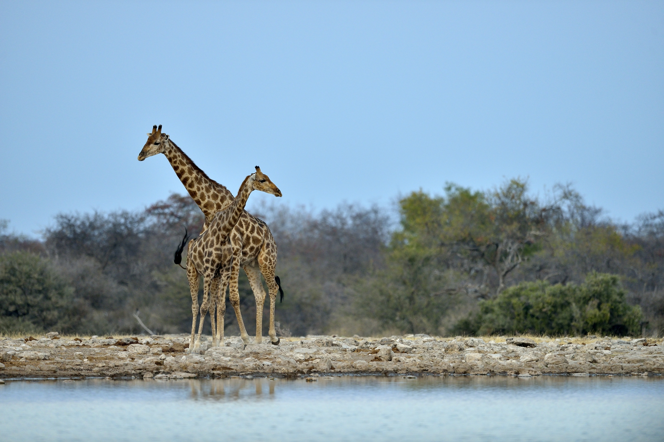 Etosha - Giraffe