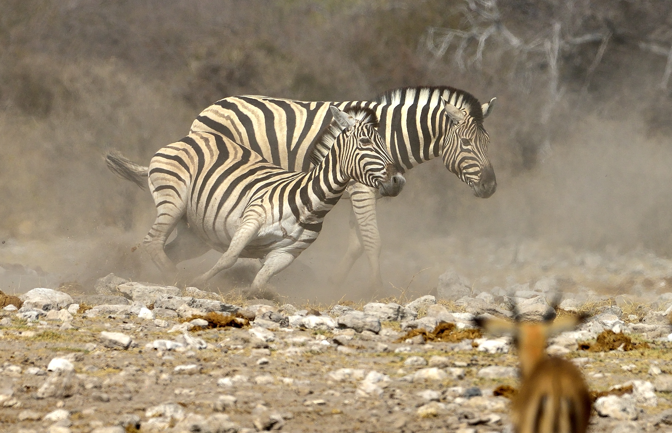 Etosha - Zebre