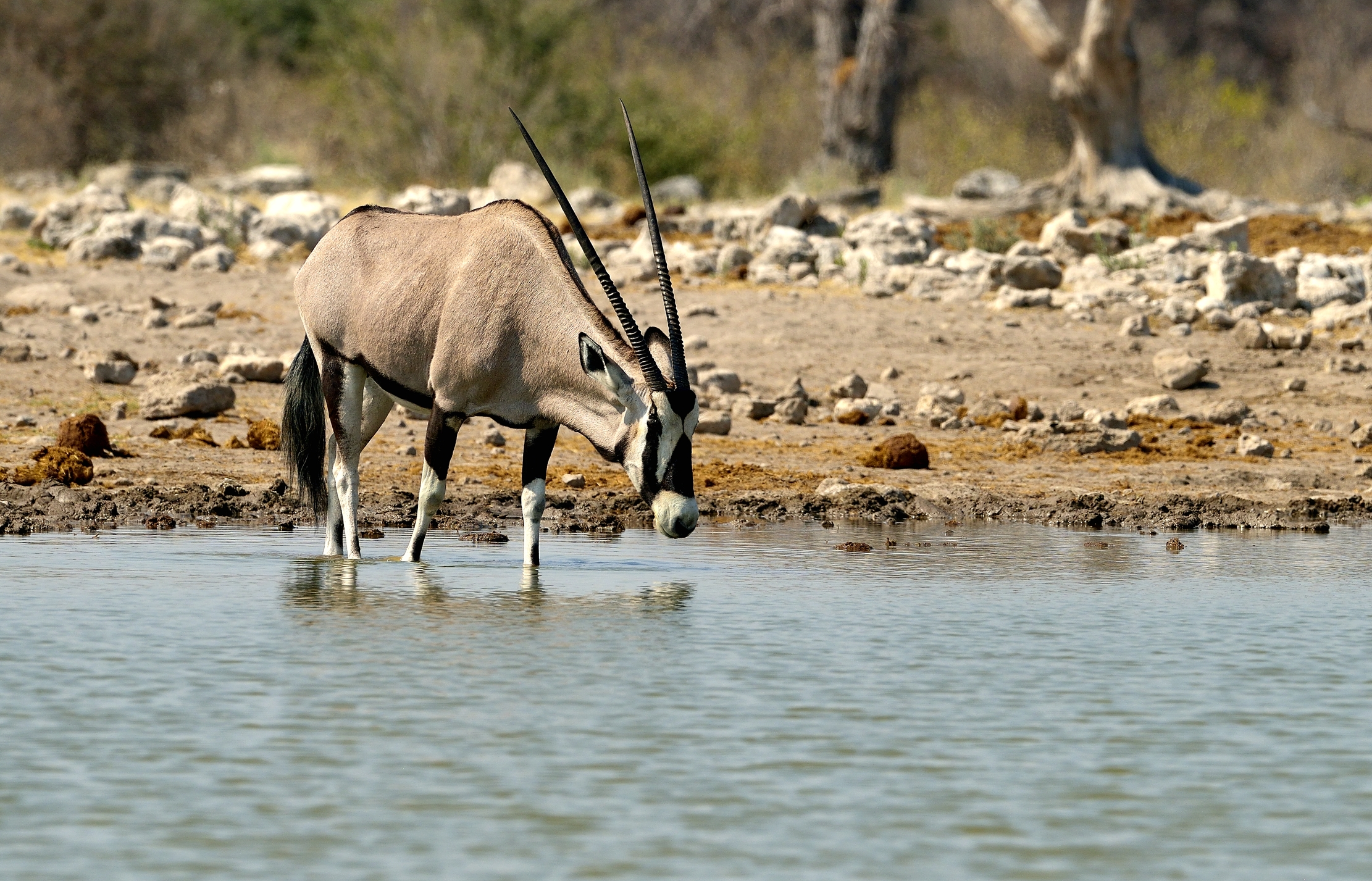 Etosha - Orix