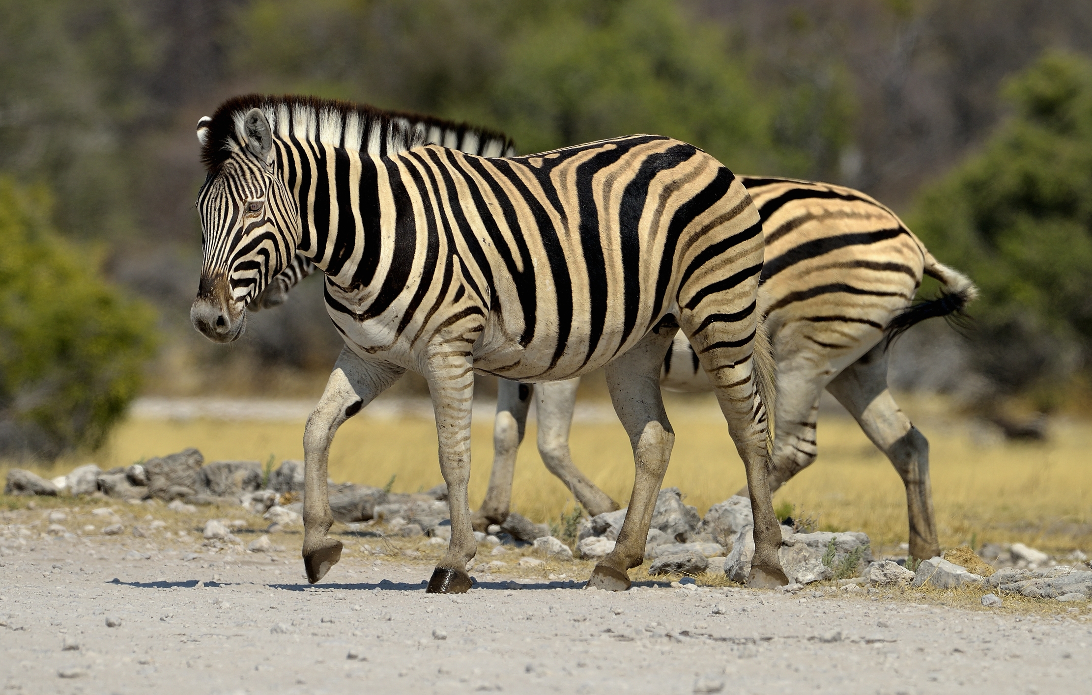 Etosha - Zebre